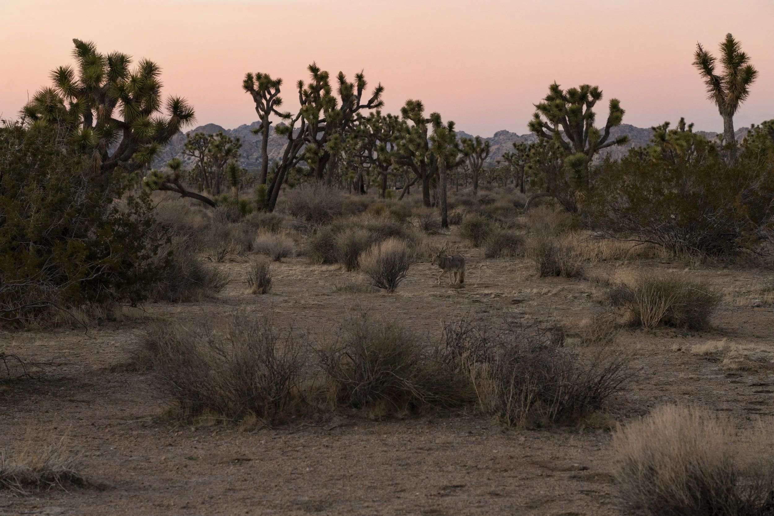 Coyote in Joshua Tree 