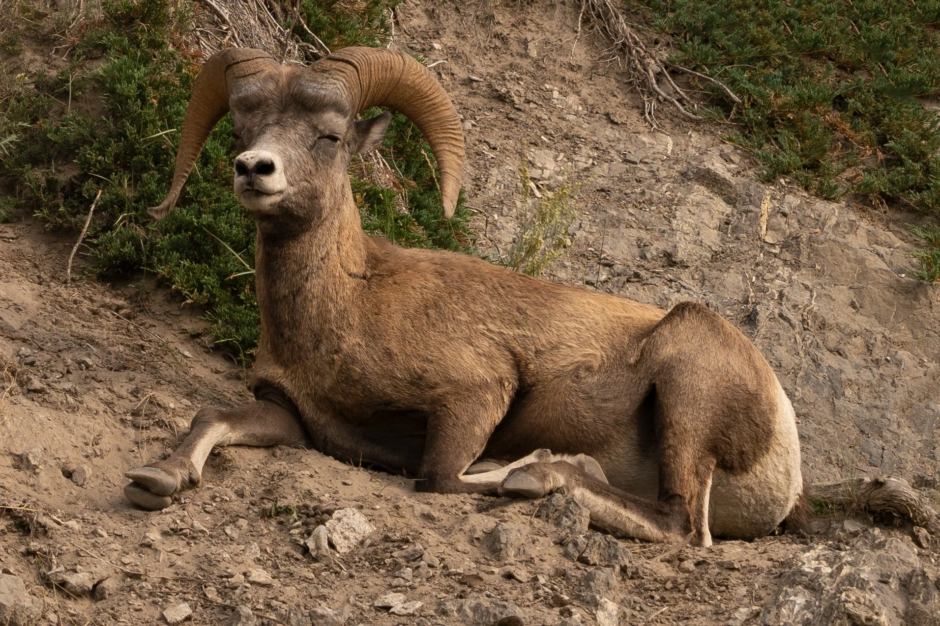 Big Horn in Jasper, CA