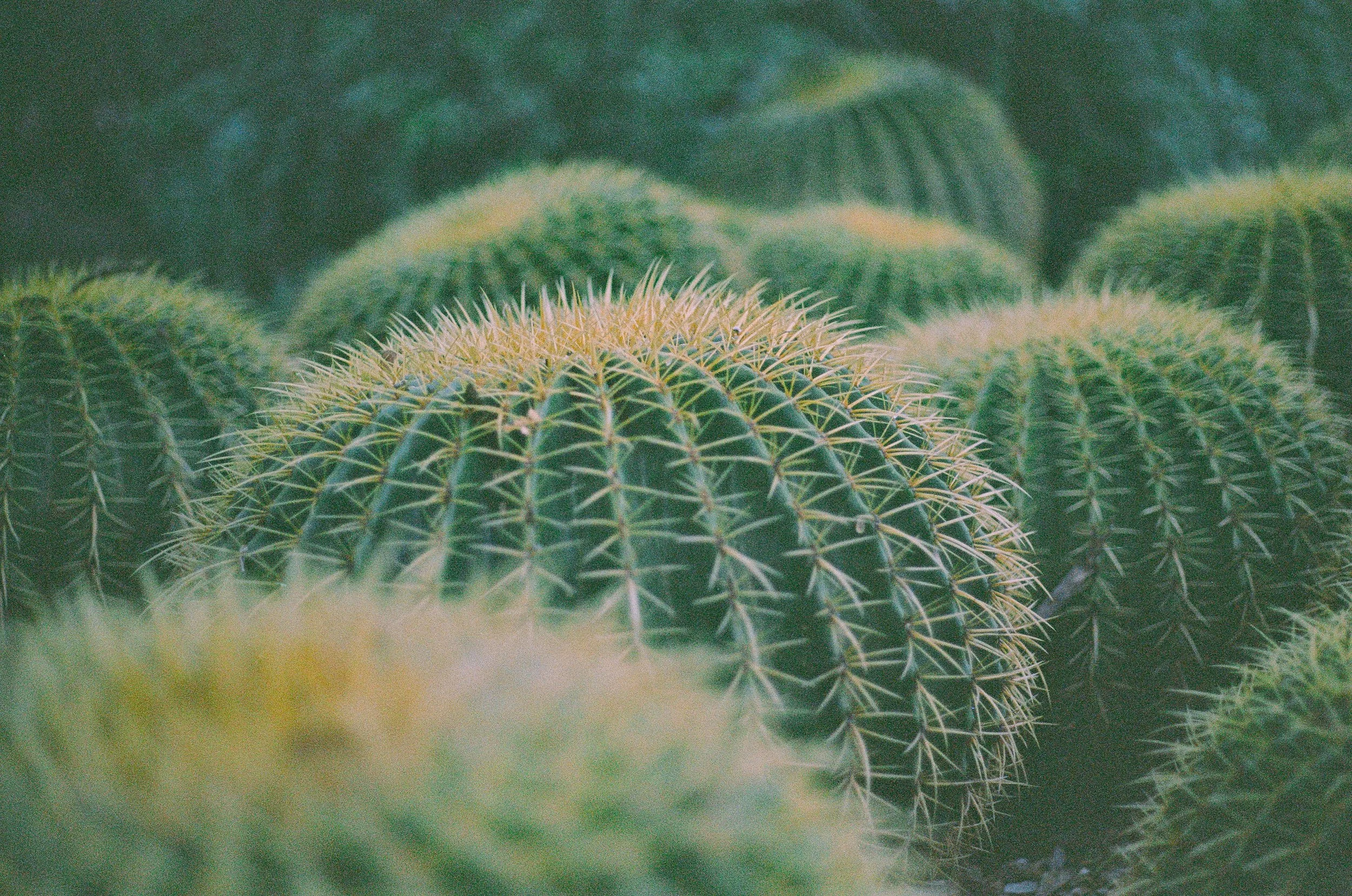 4AC62320-AB9B-4657-B939-7FB616073AA5.jpeg