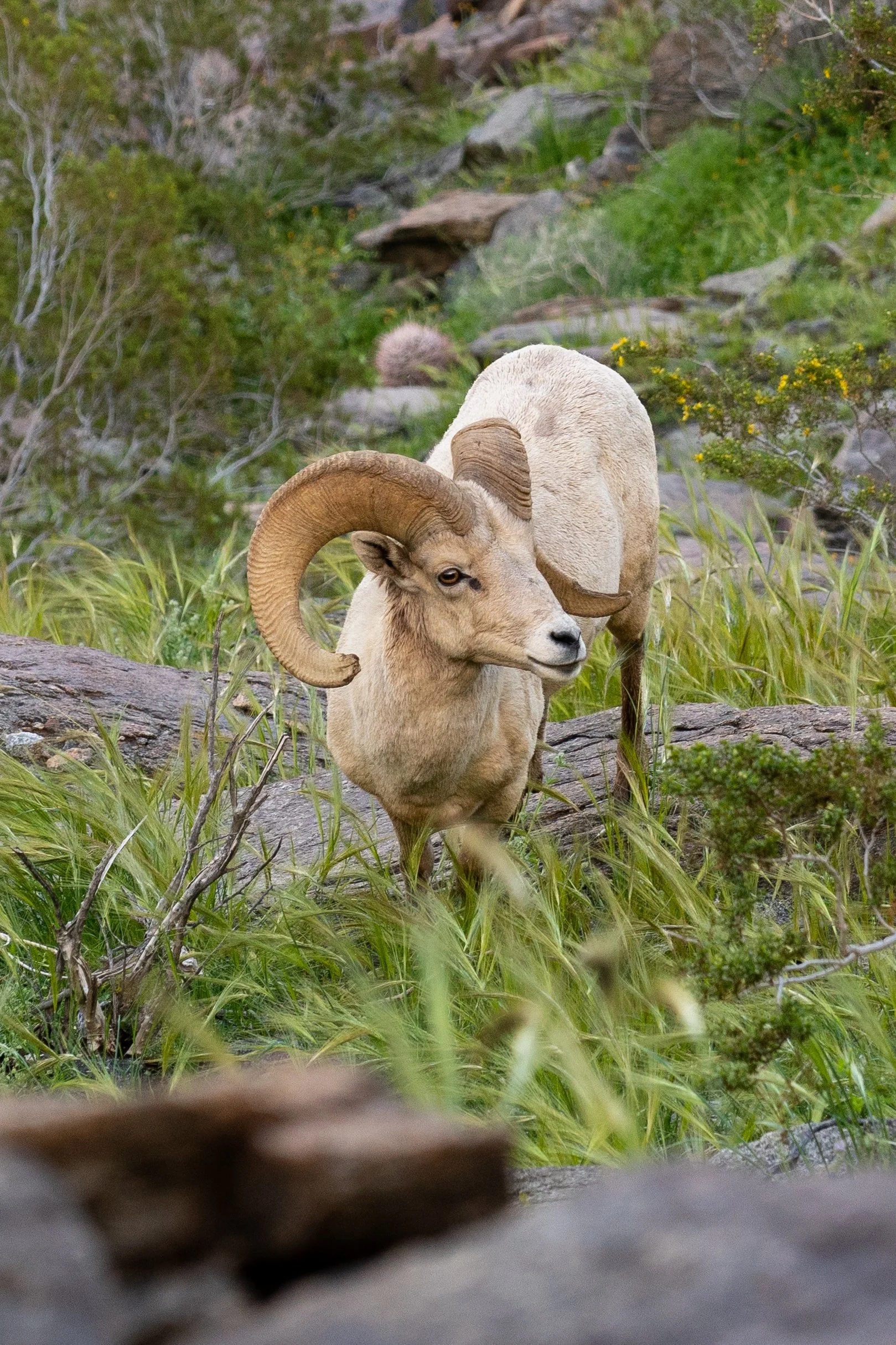 Big Horn Sheep 