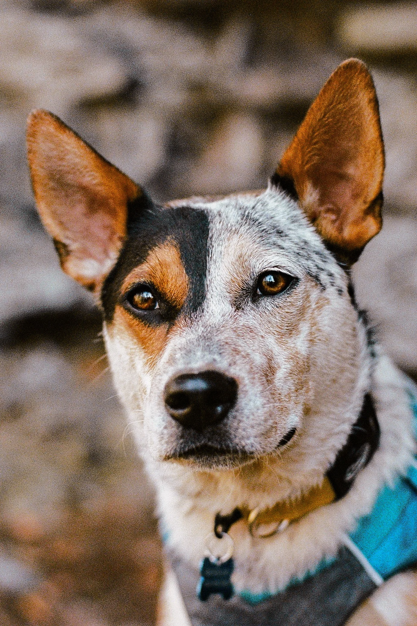 Bluey on film