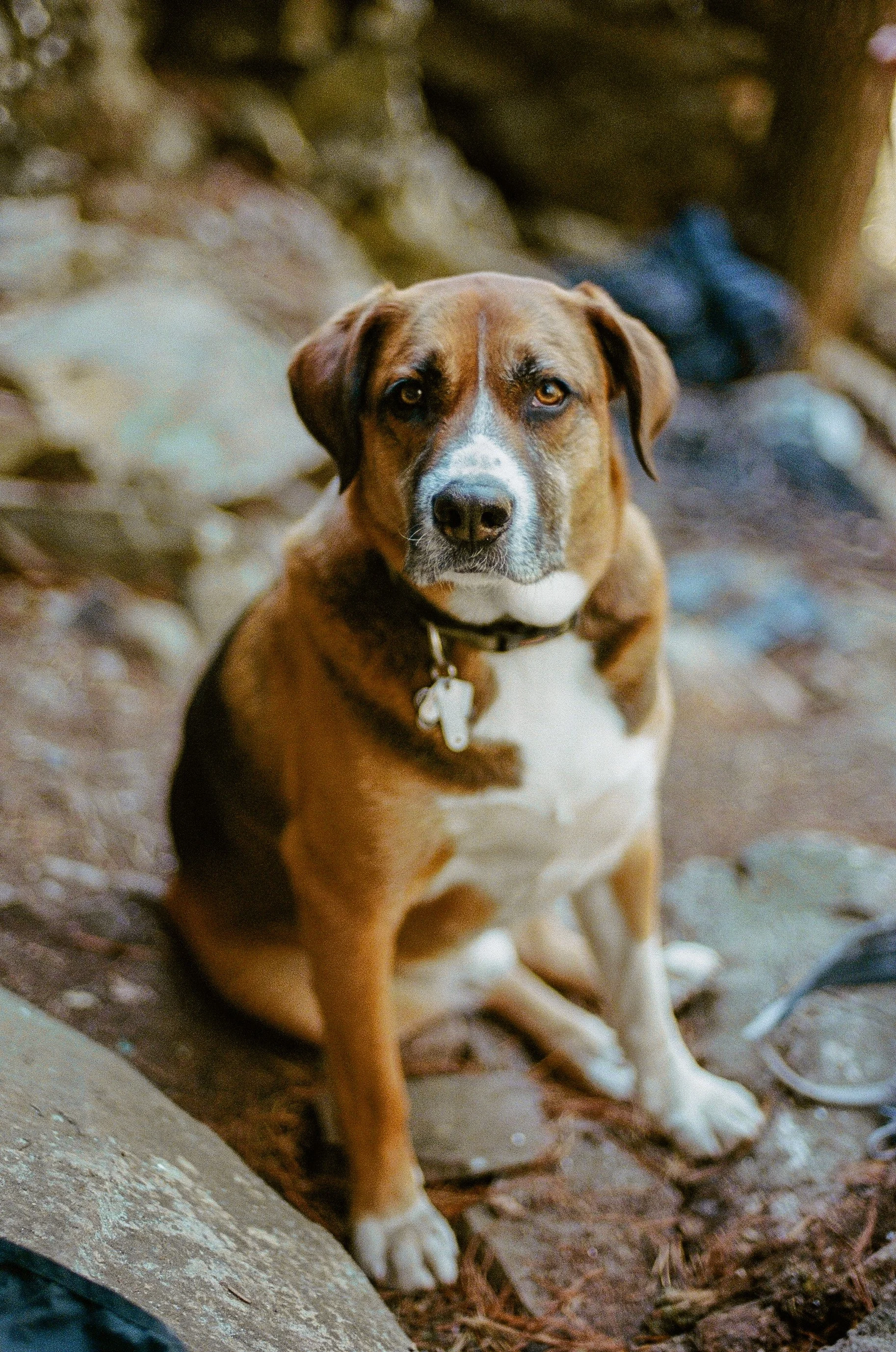 Bodhi on film