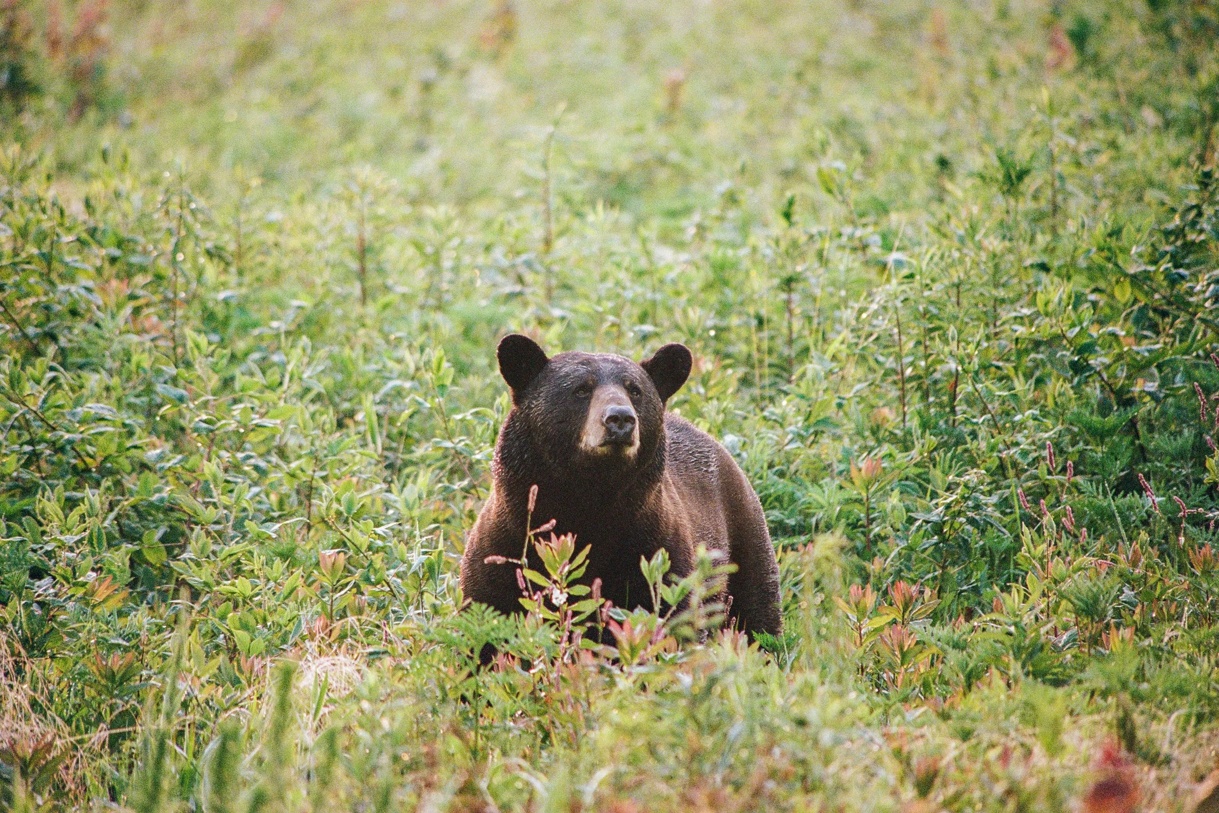 bear2.jpg