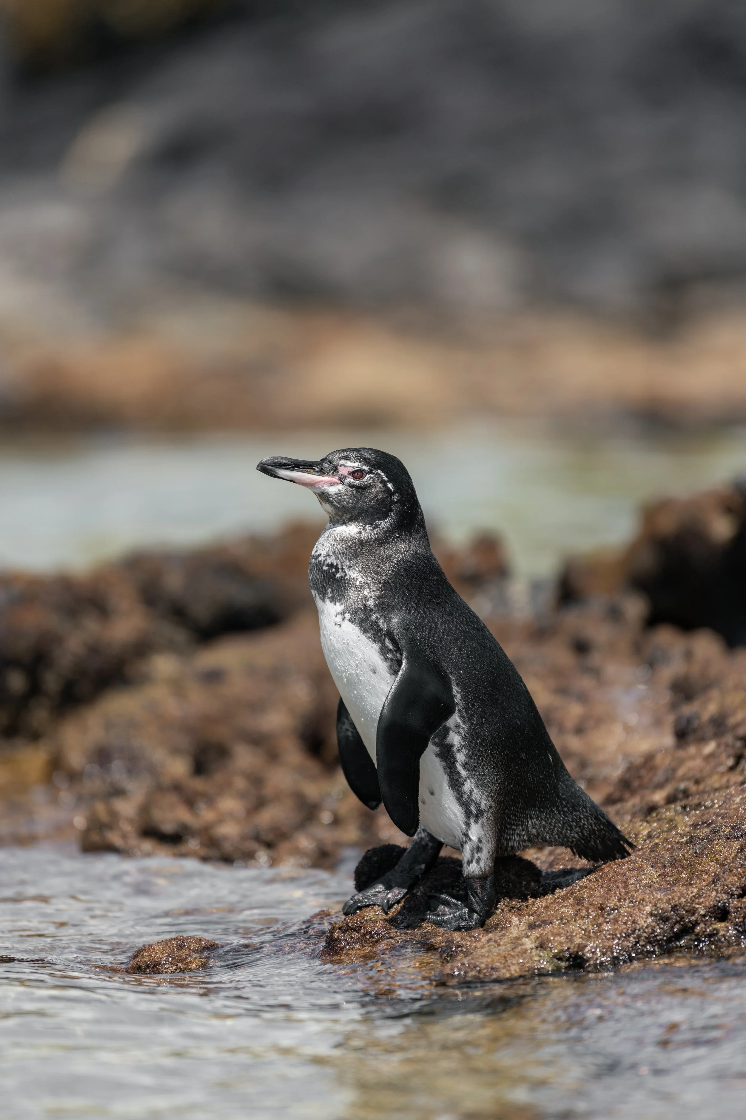 Galapagos Penguin 