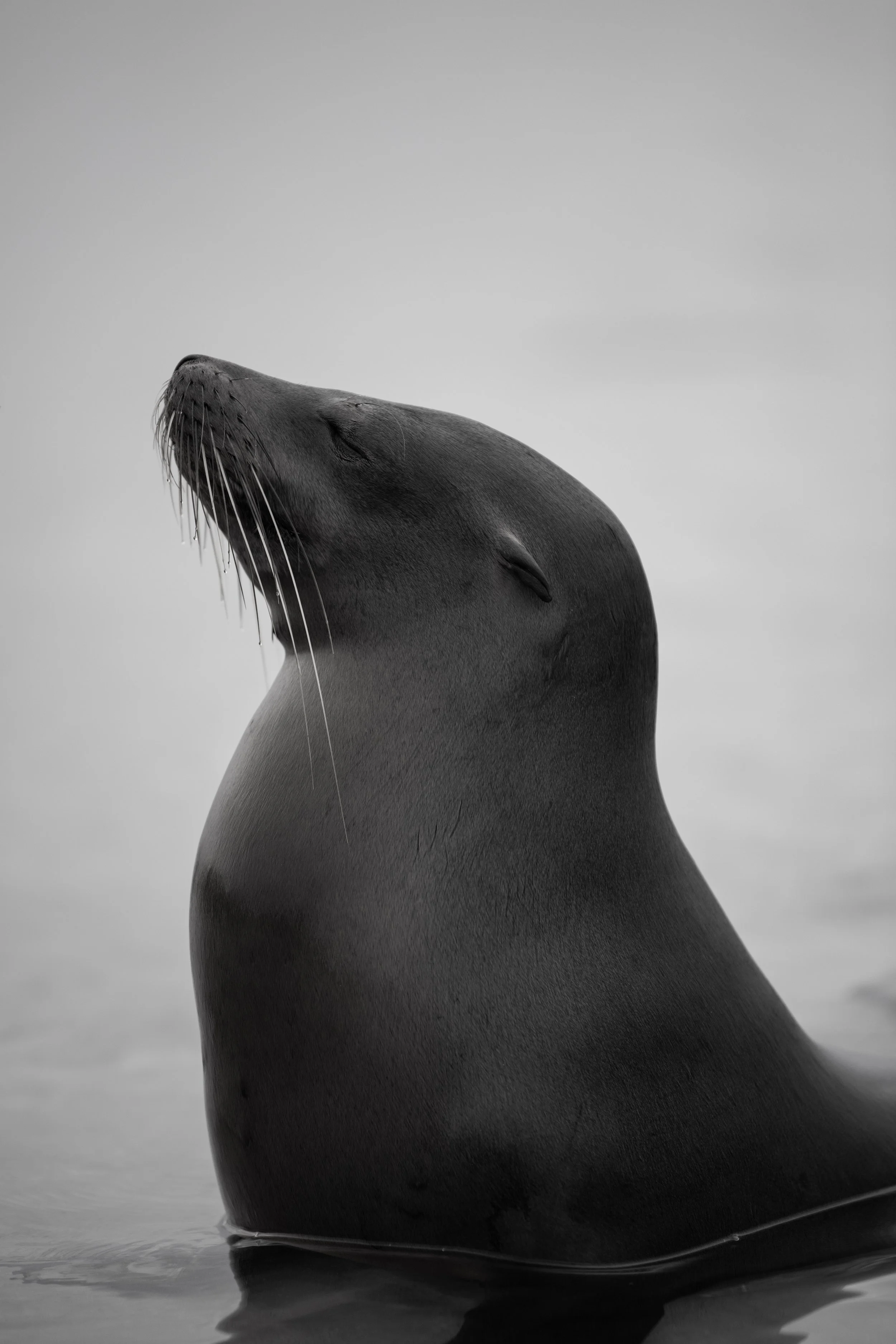 Sea lion portrait