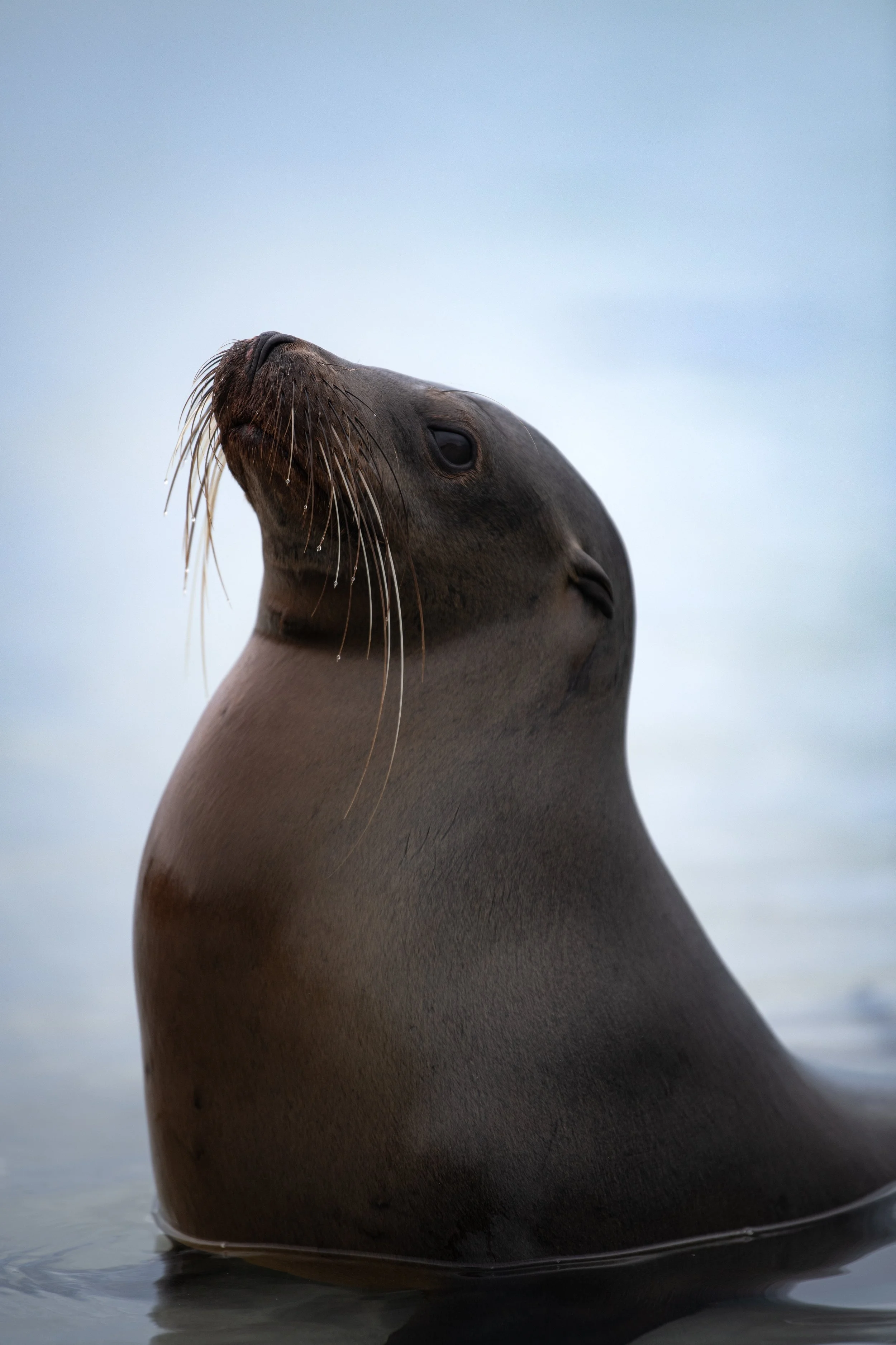 Sea lion portrait 2 