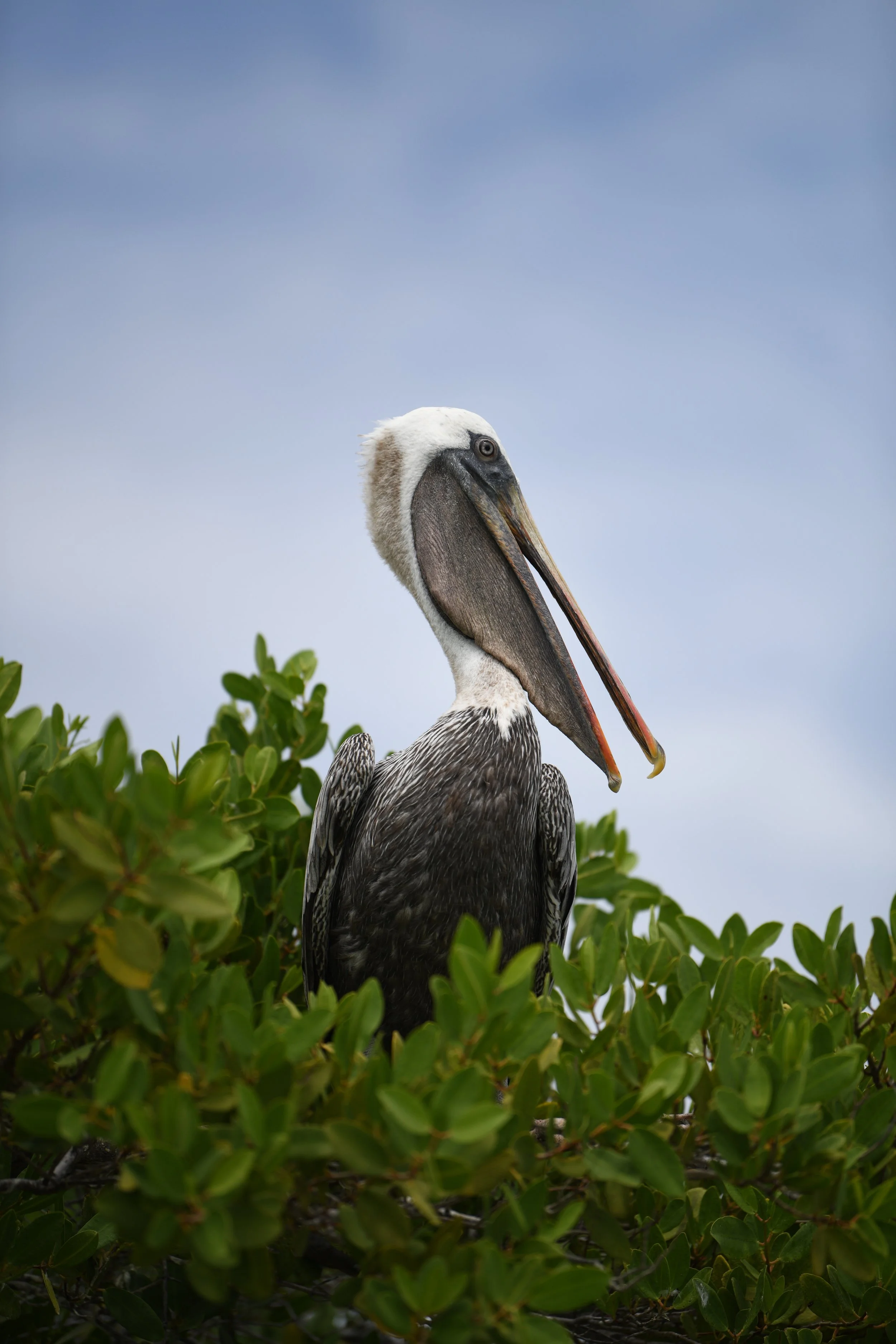 Pelican