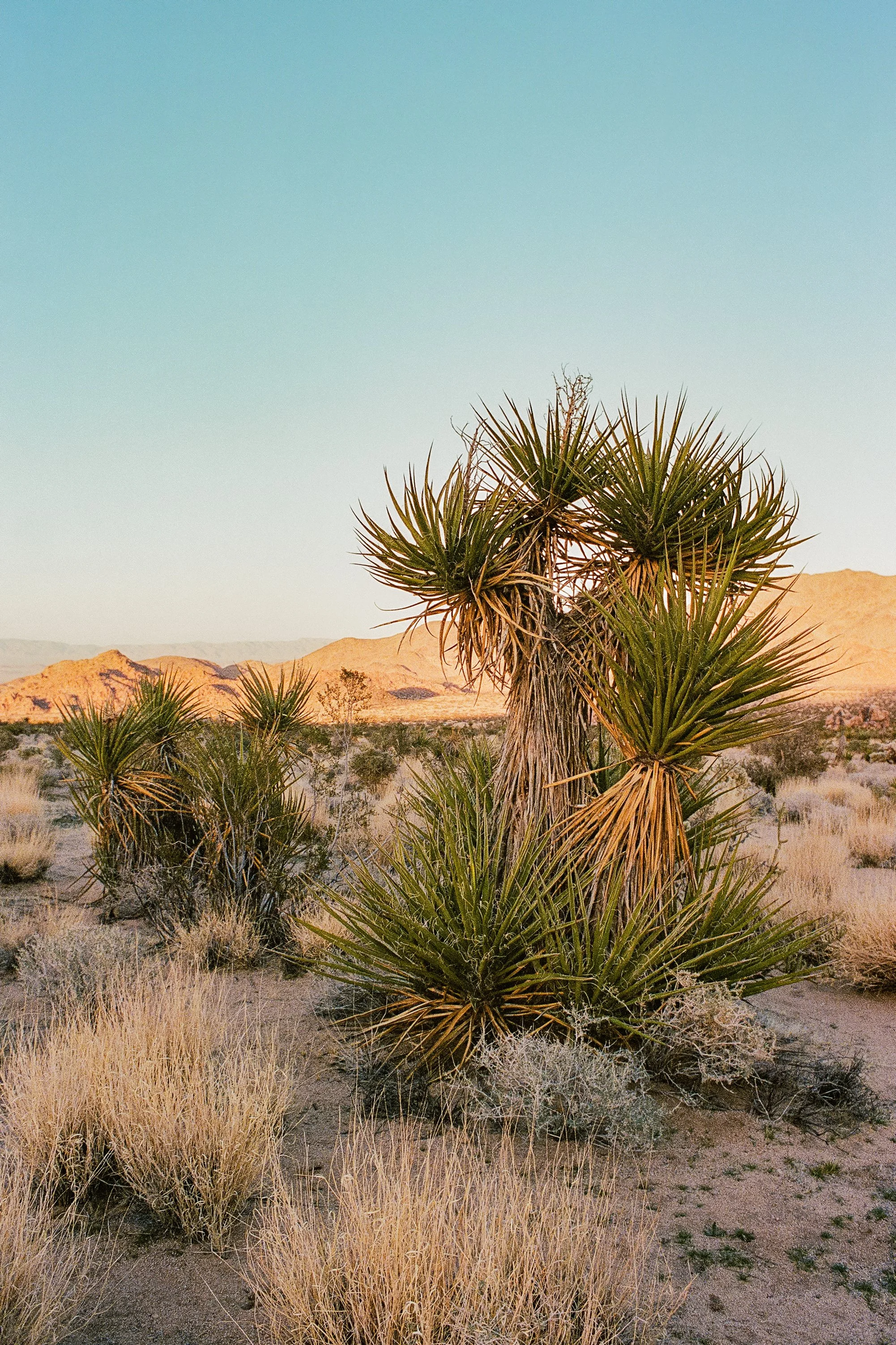 Desert Yucca