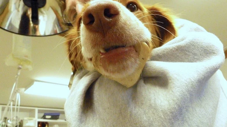 Dog-at-veterinarian-_-Flickr-Photo-Sharing-777x437.jpg