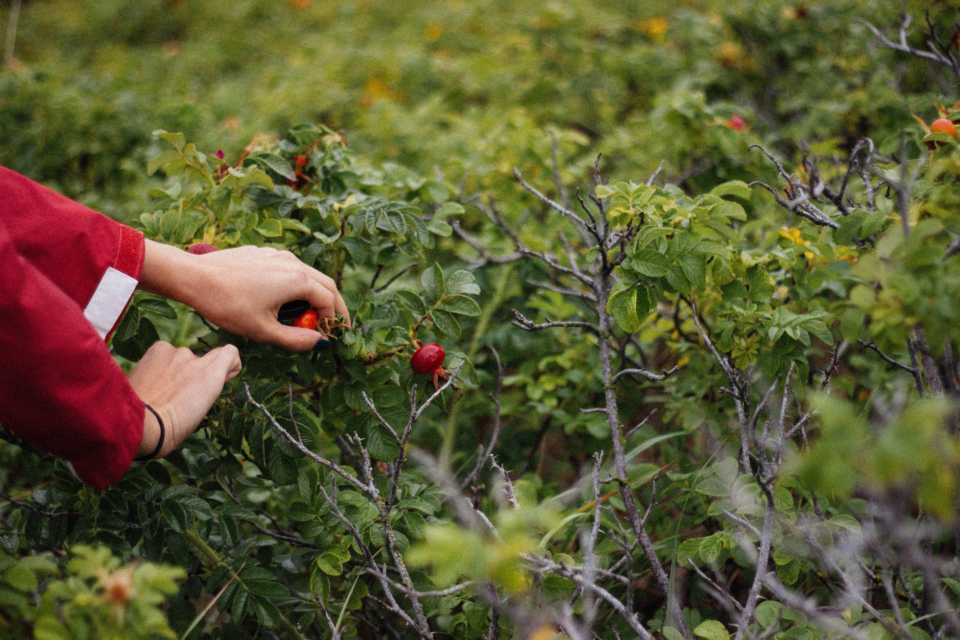 picking fruit.jpeg
