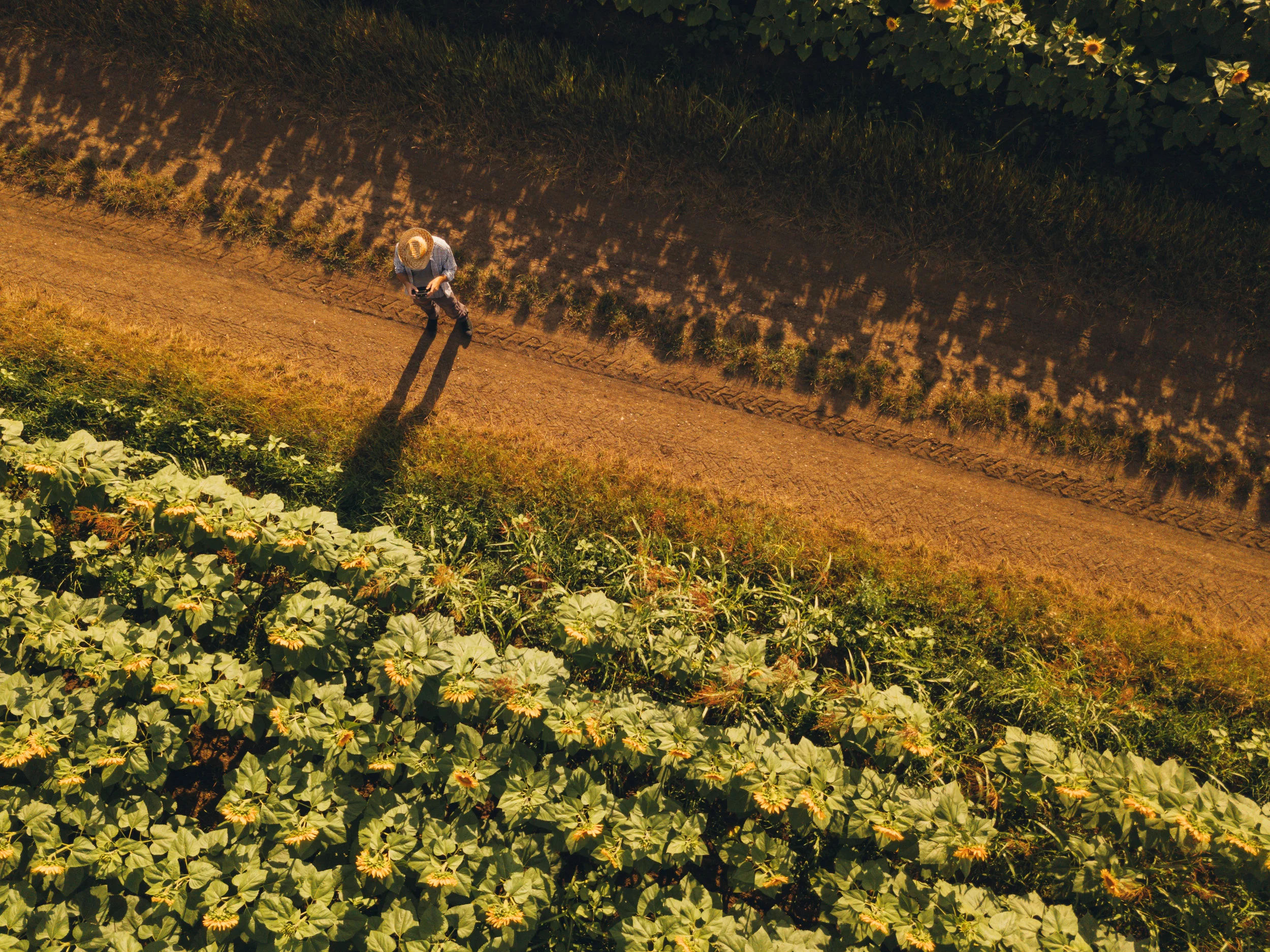 farmer-agronomist-using-drone-to-examine-SAEX2FN.jpg