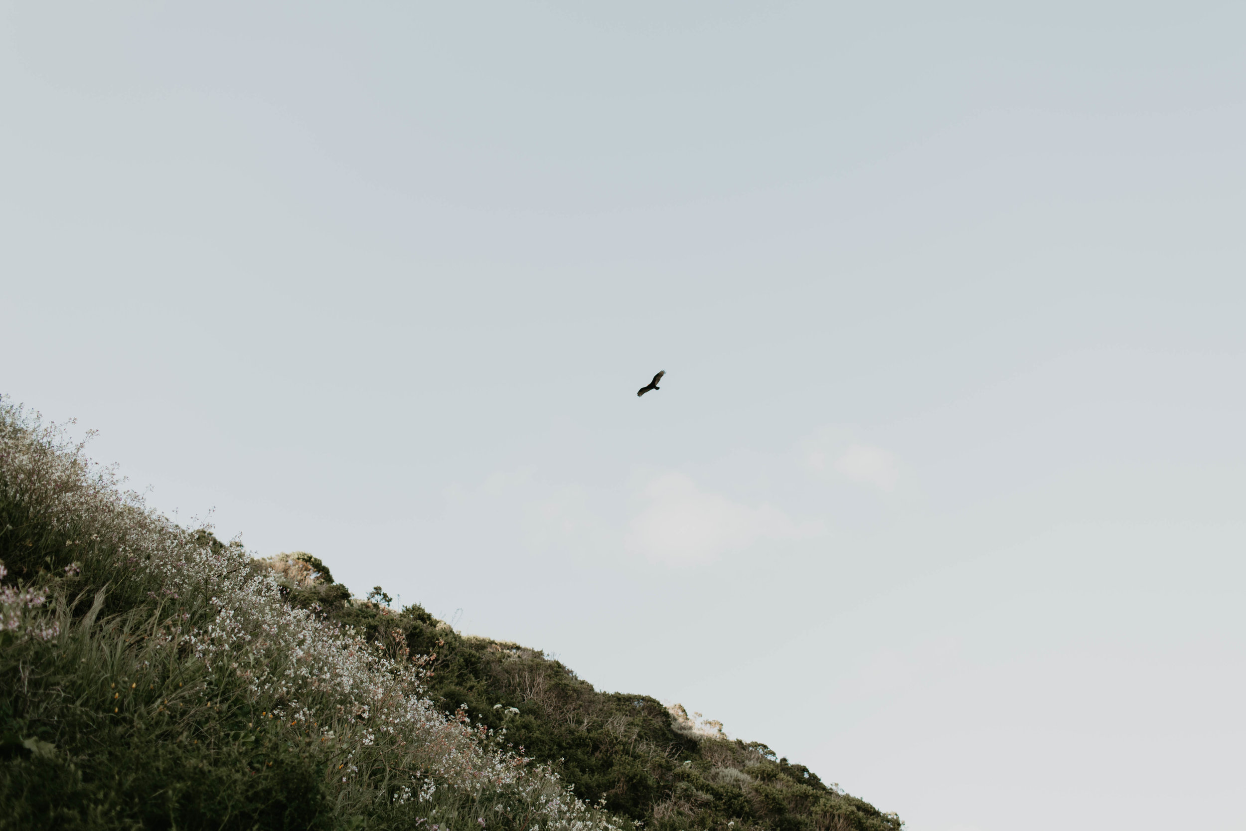 Point-Reyes-Couples-Session-12.jpg