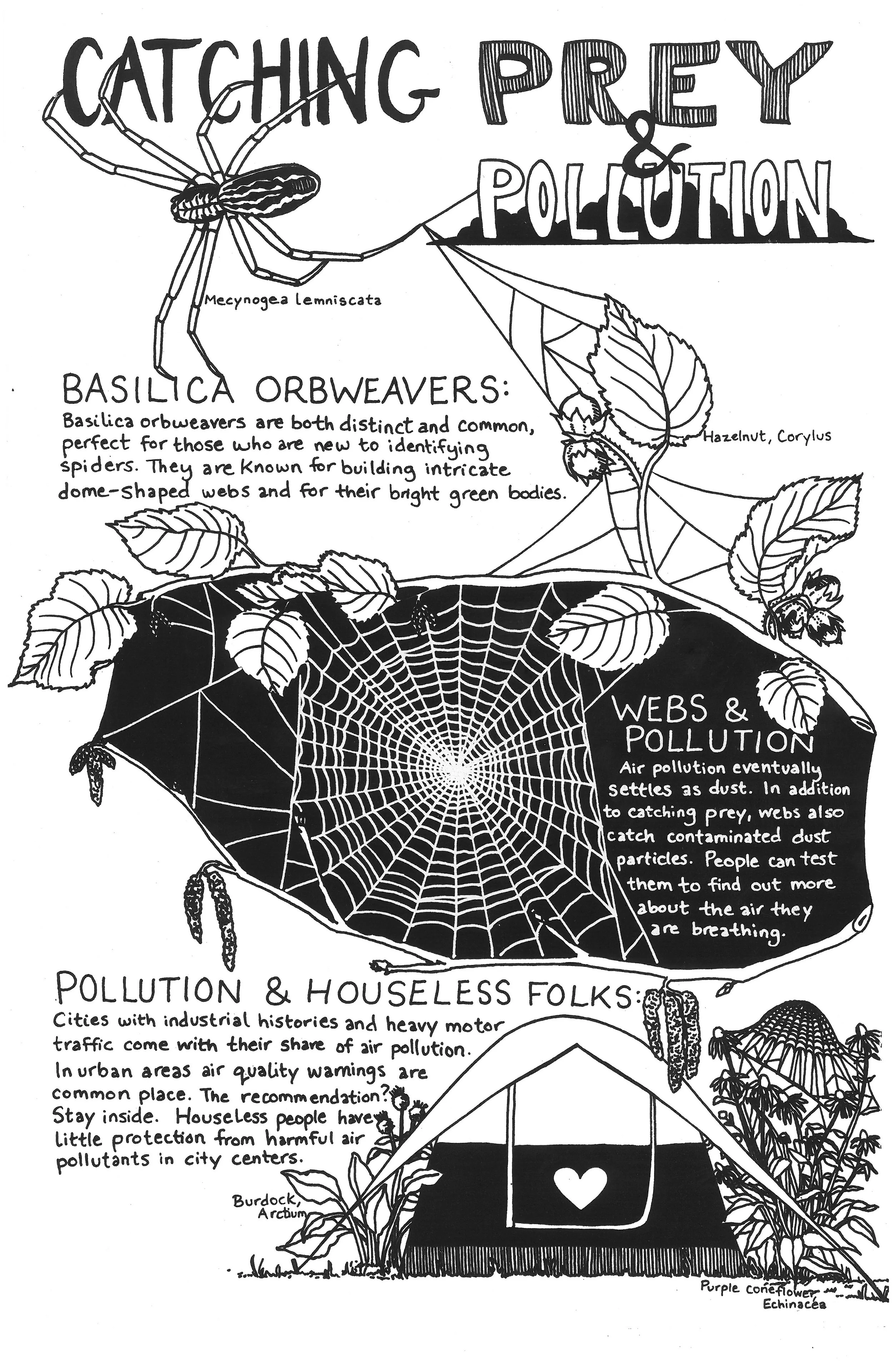 Orbweaver.jpg