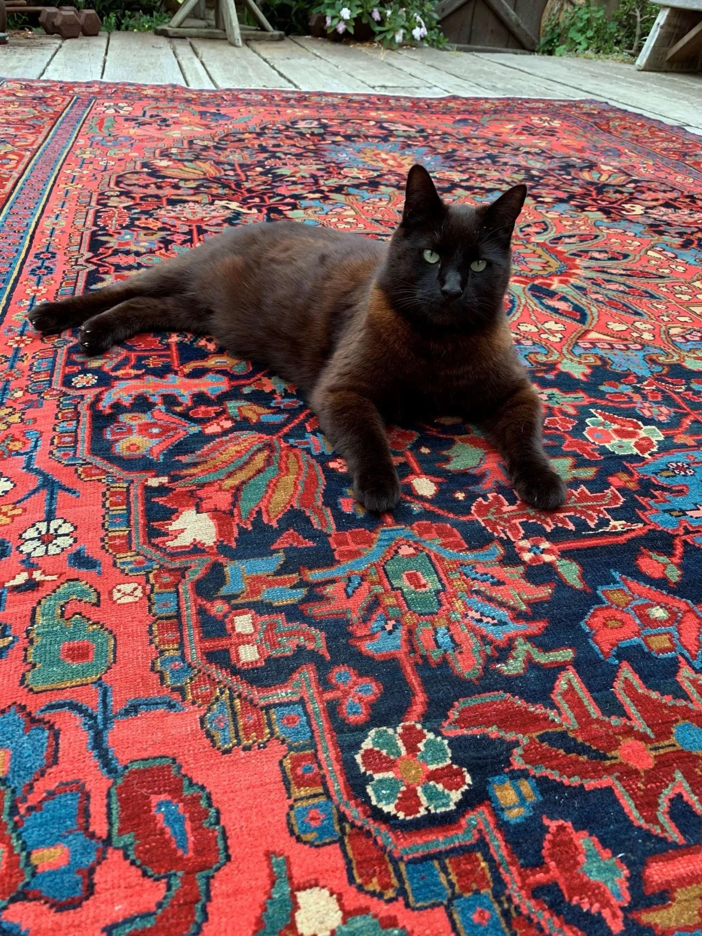 Thanks to a friend, I was reminded of a rug we sold a few years ago, which led me to a picture of our late cat Max. He can never be replaced, and neither can that Sharabian rug for that matter. 😢🖤