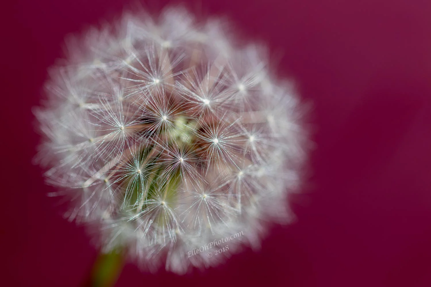 Dandelion