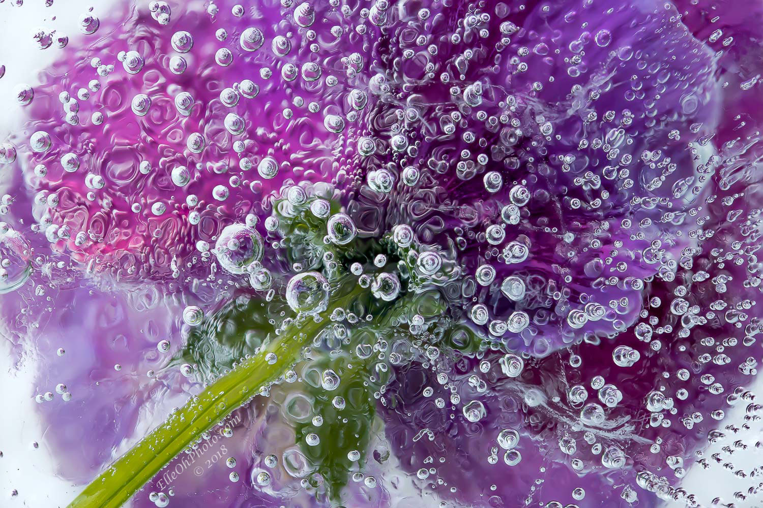 WEB watermark 0065 Bubbly Purple Pansy1500 px.jpg