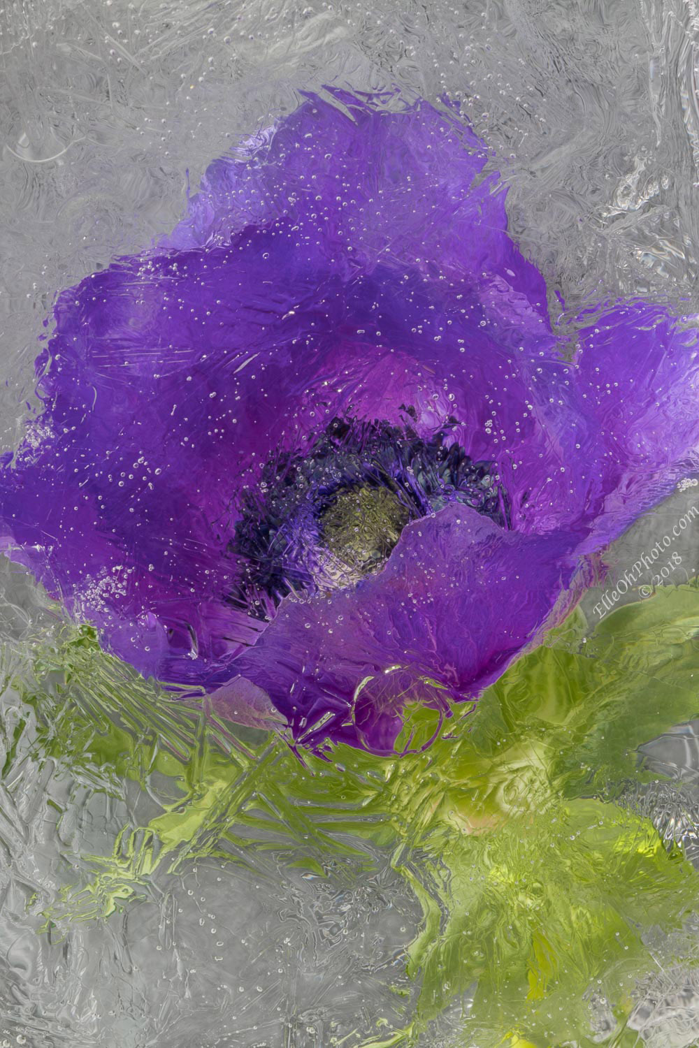 WEB watermark 7679 Purple Anemone 1500 px.jpg