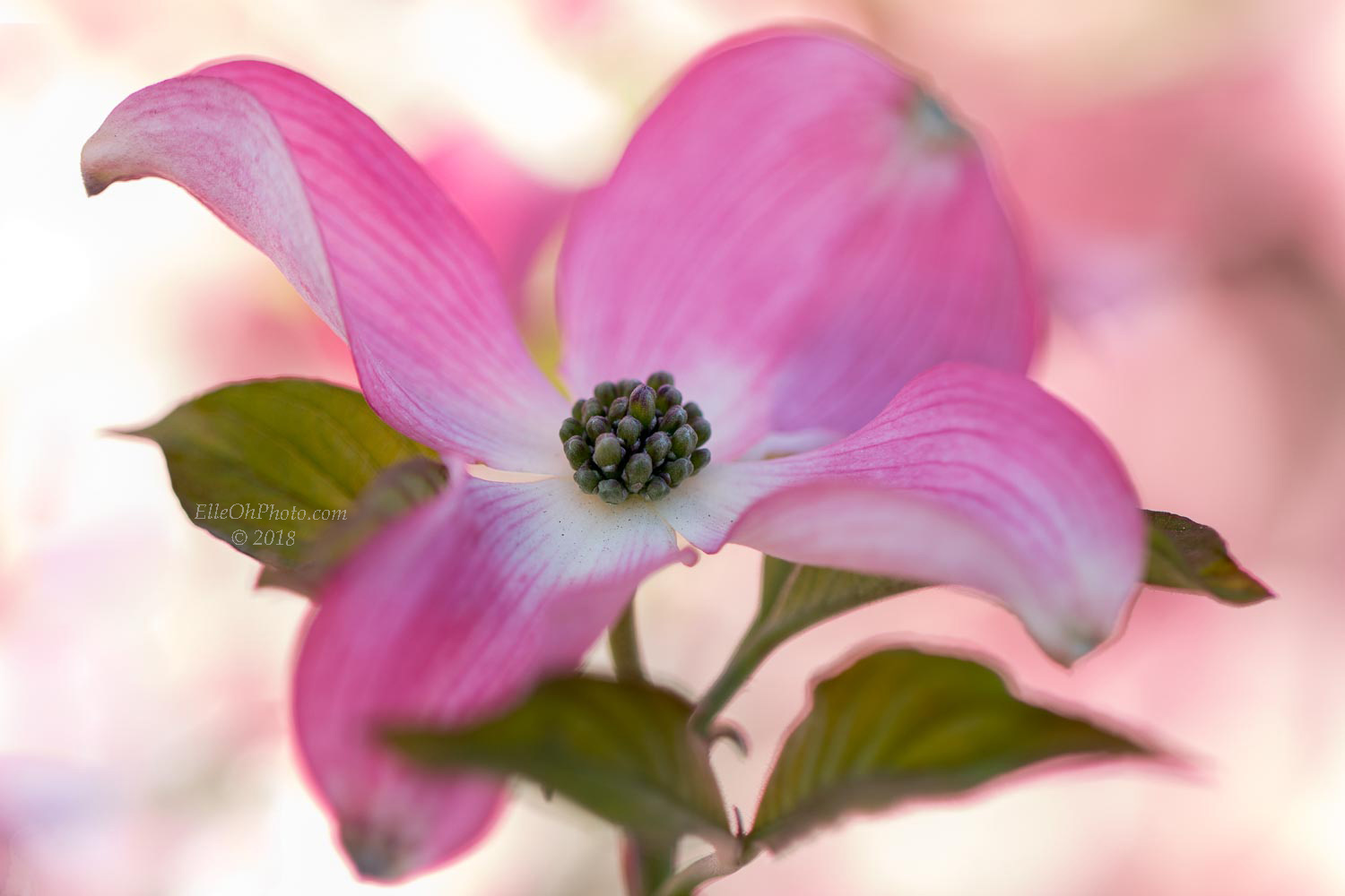 WEB watermark 4790 Dogwood on a Windy Day.jpg