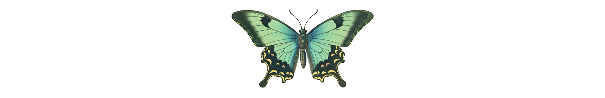 Emerald Lotus Mystic
