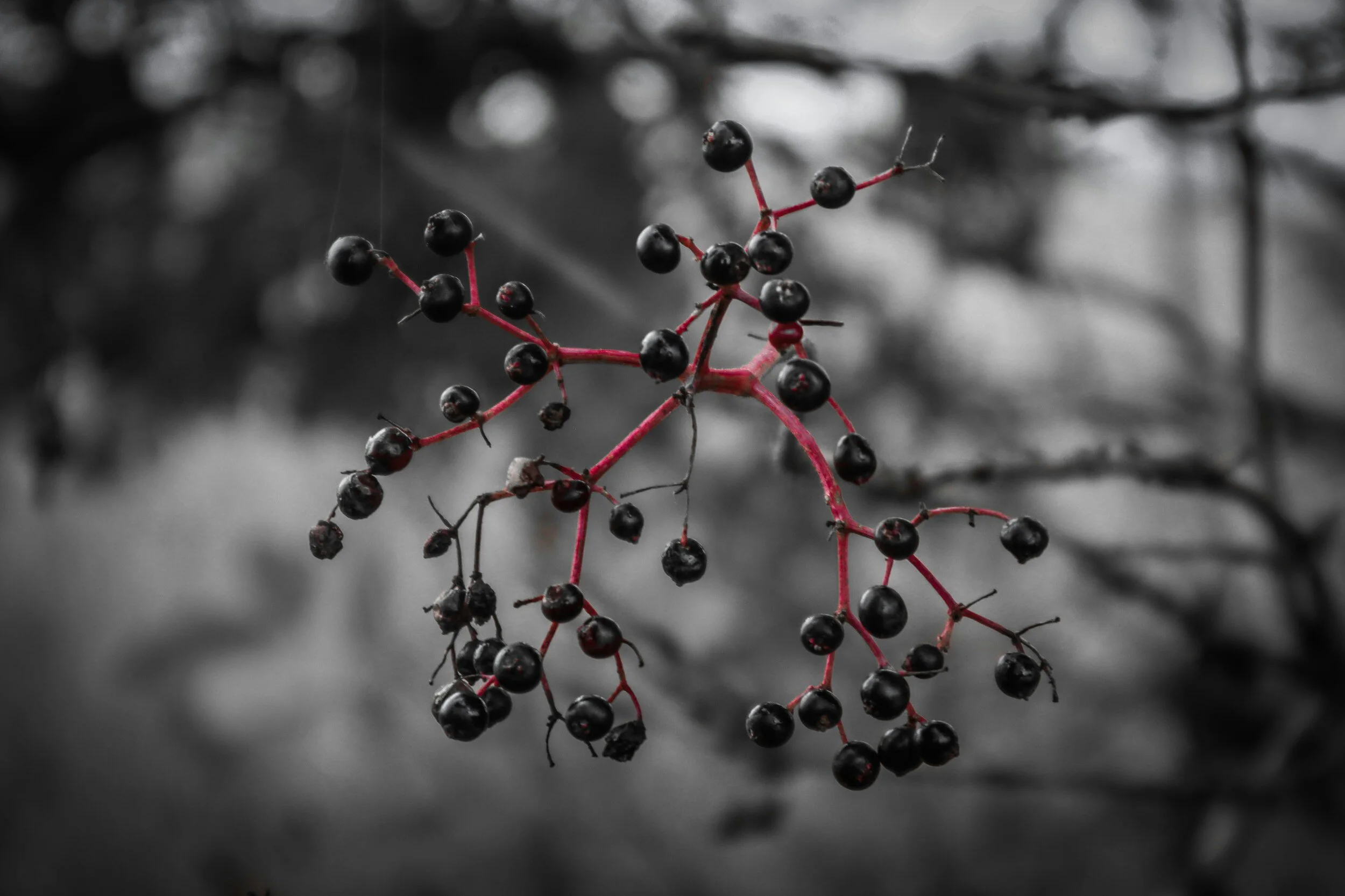 Elderberry
