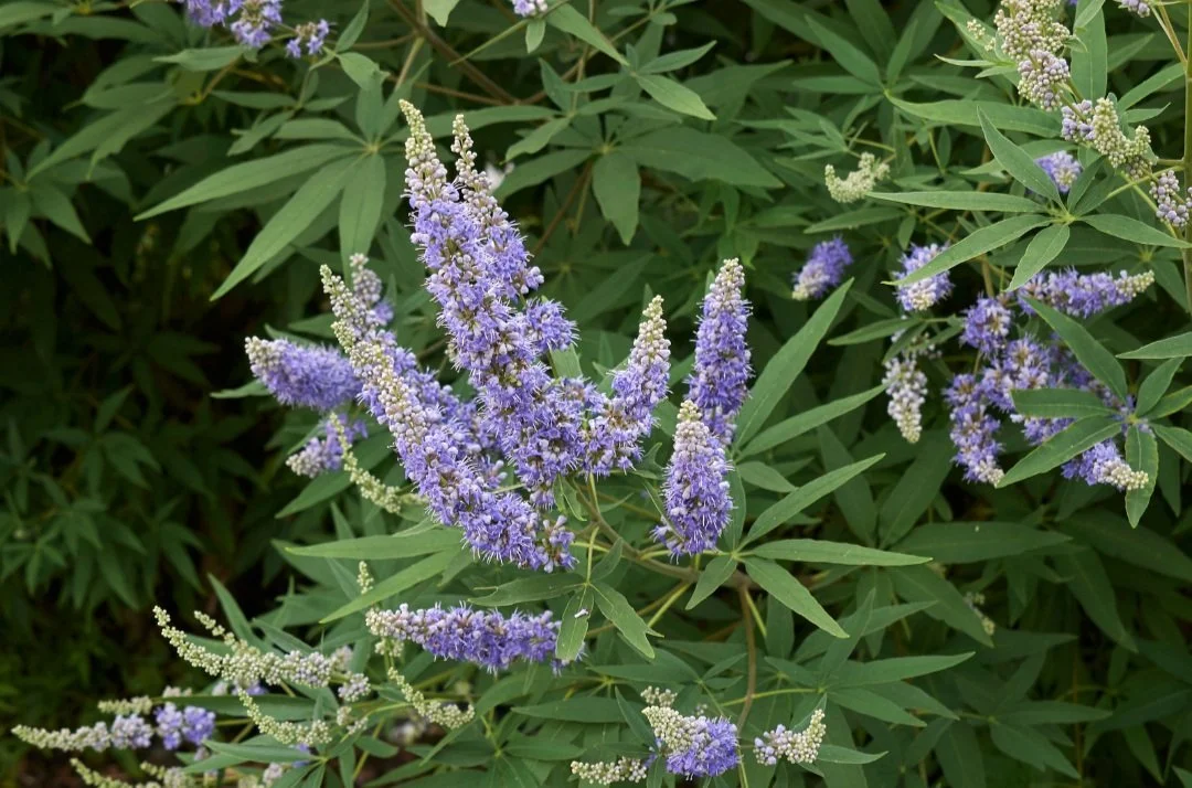 Vitex
