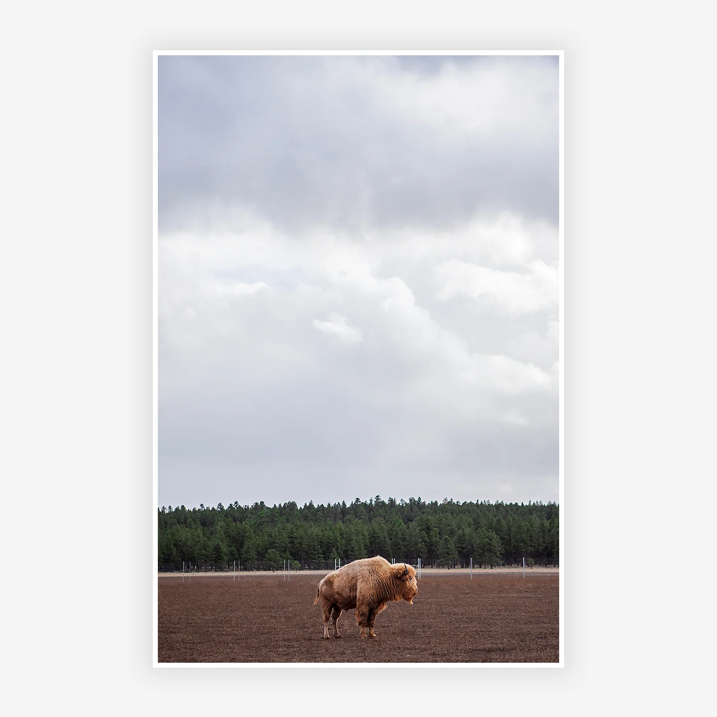 bison_webpreview.jpg