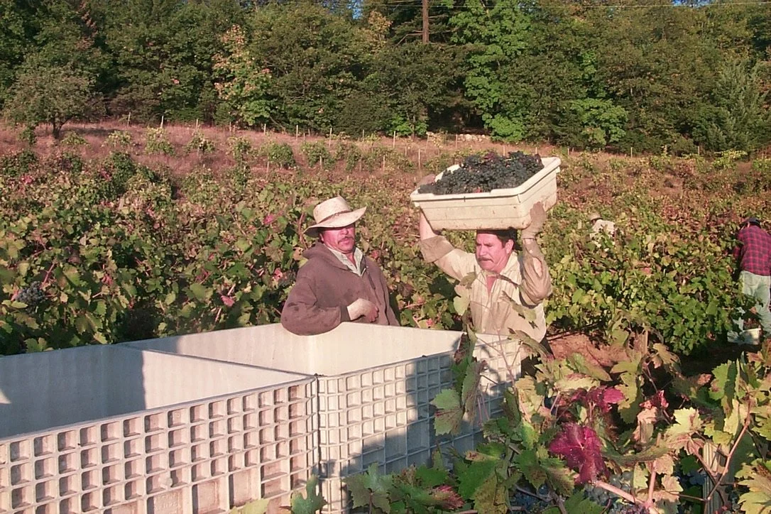 Howell Mountain Vineyards