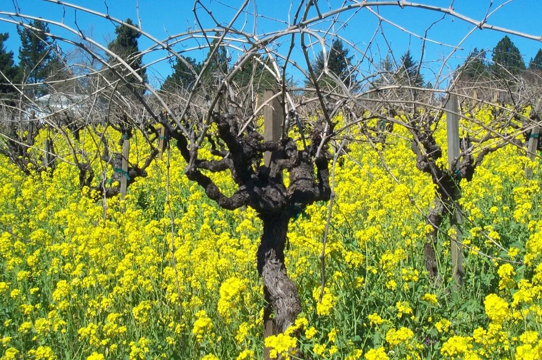 Howell Mountain Vineyards
