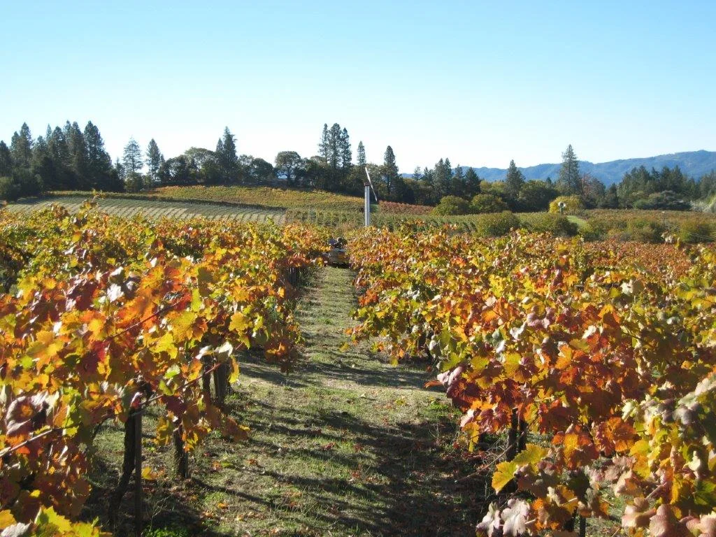 Howell Mountain Vineyards