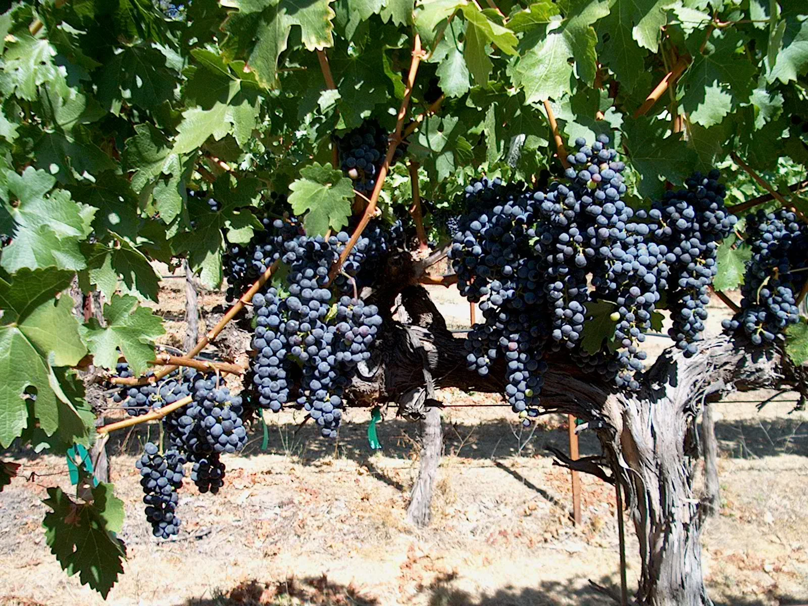 Howell Mountain Vineyards