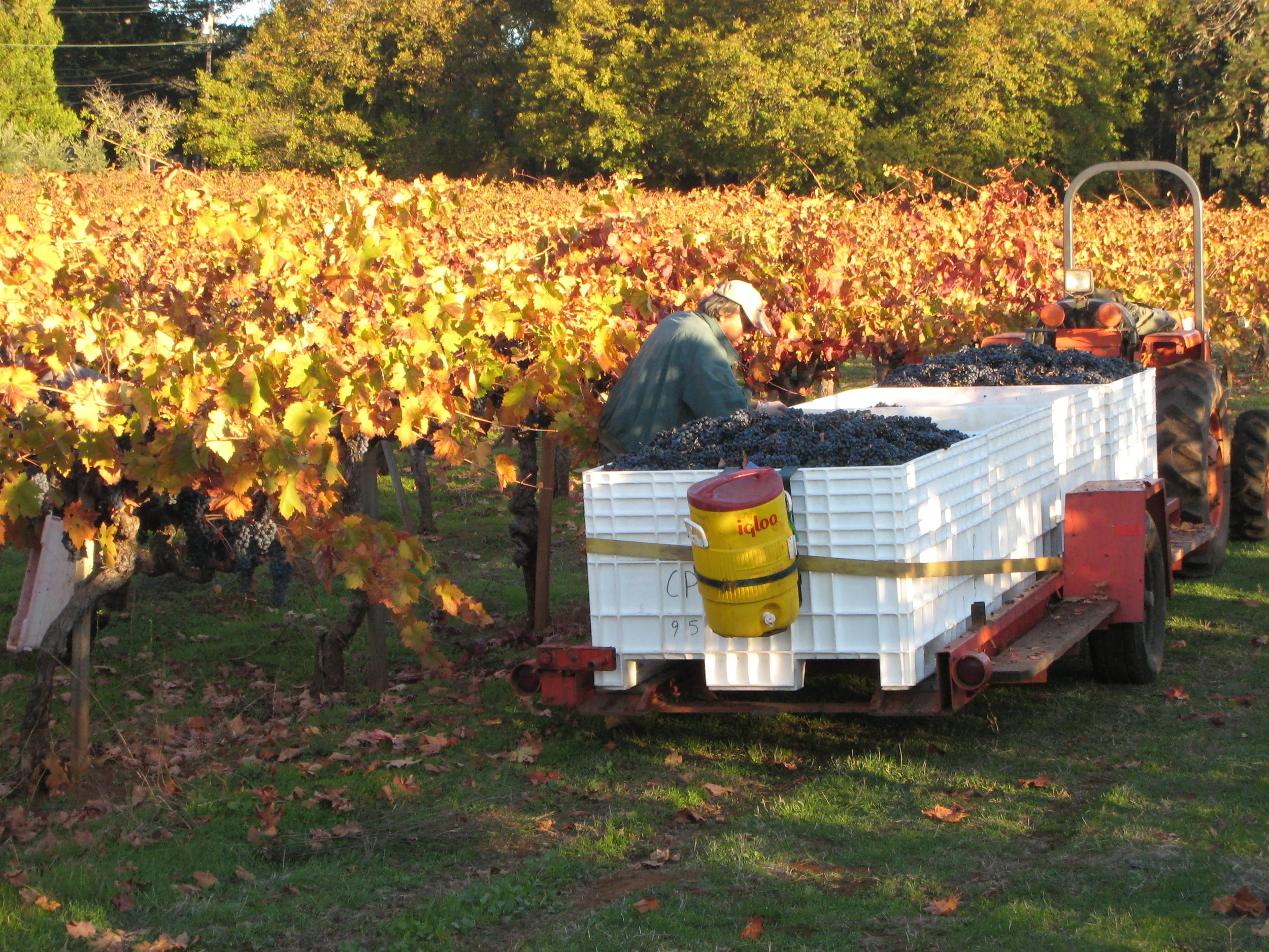 Howell Mountain Vineyards