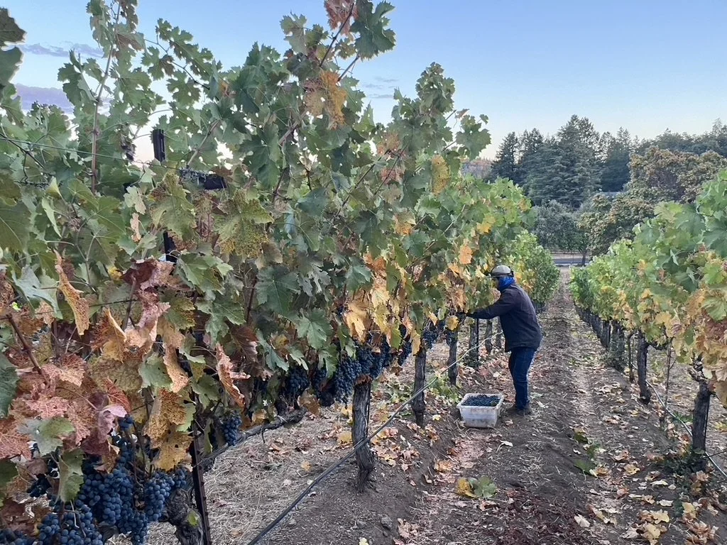 Howell Mountain Vineyards