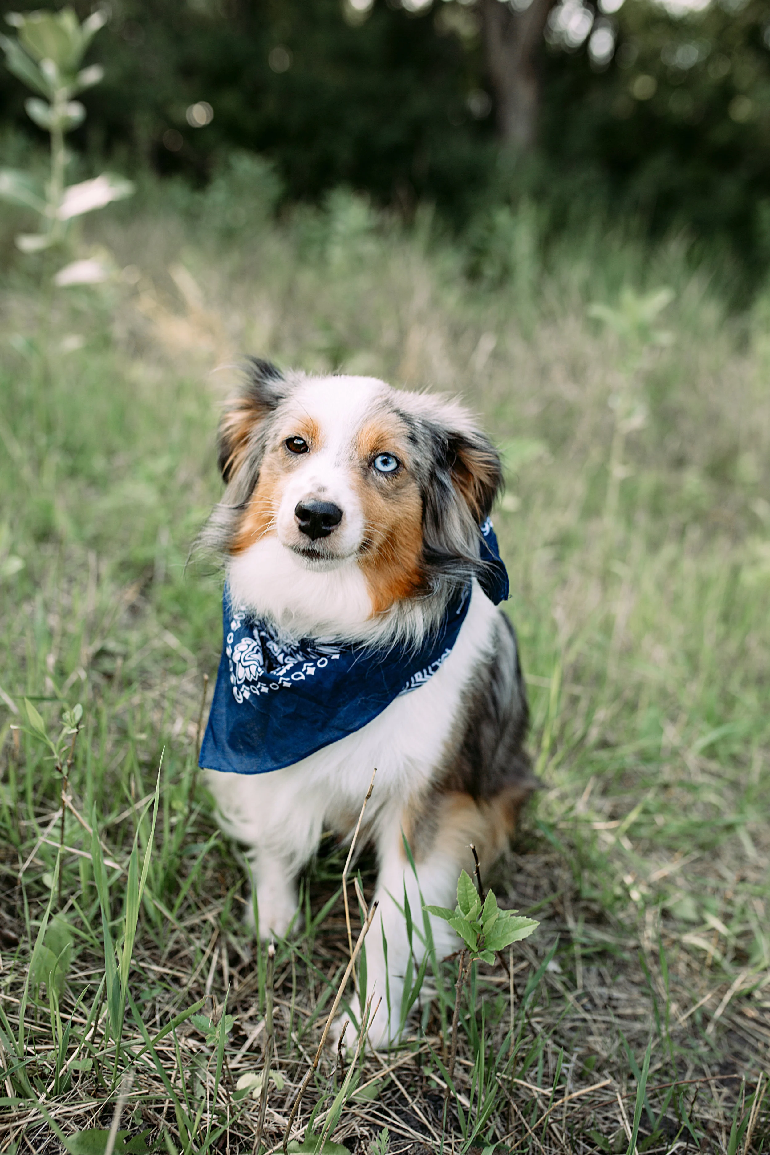 aussalier breeders near me