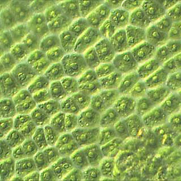 Ulva-cells.jpg