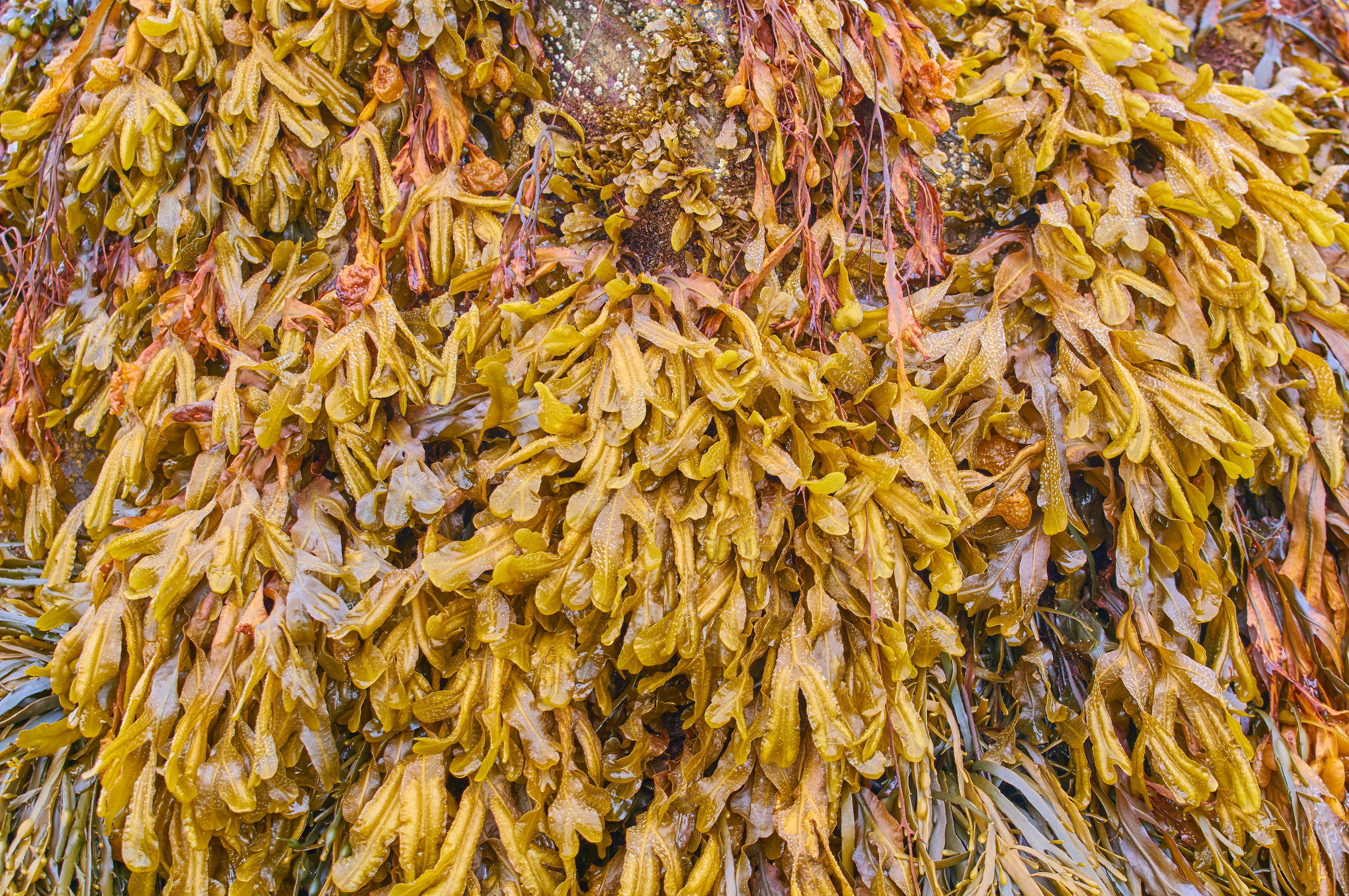 Seaweeds beckon tomorrow's farmers