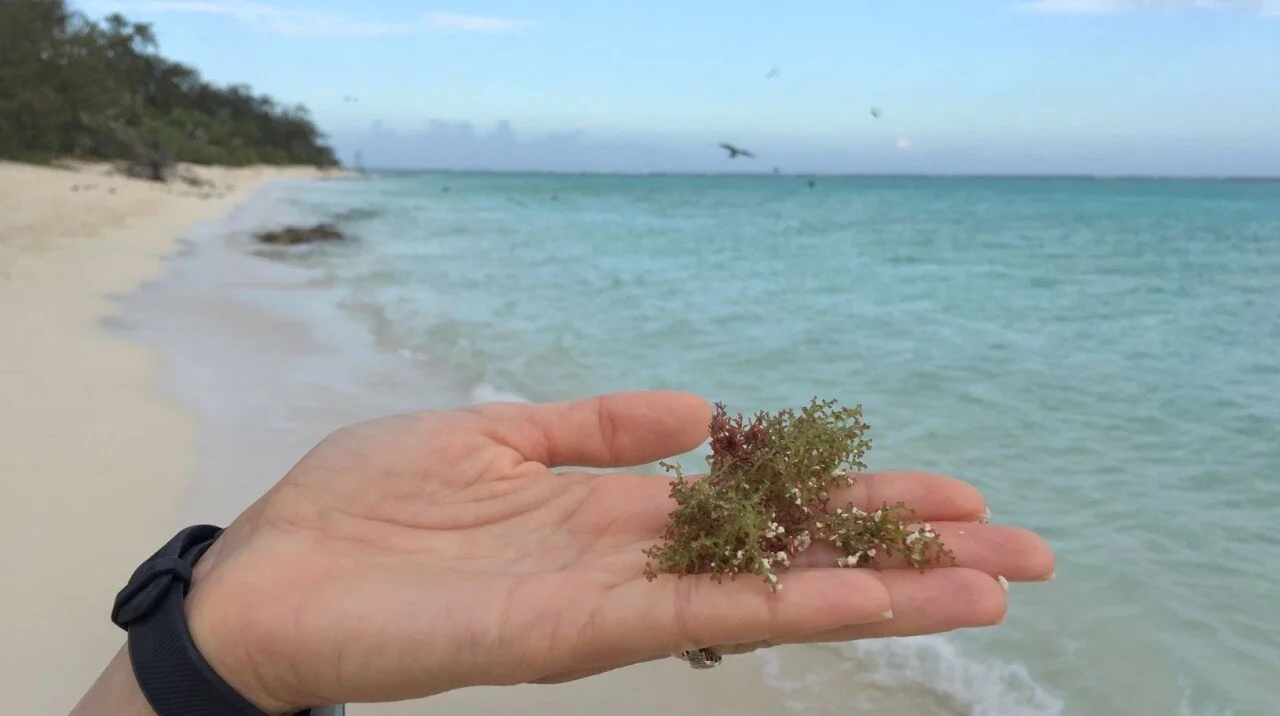 $1B seaweed industry in Australia by 2040
