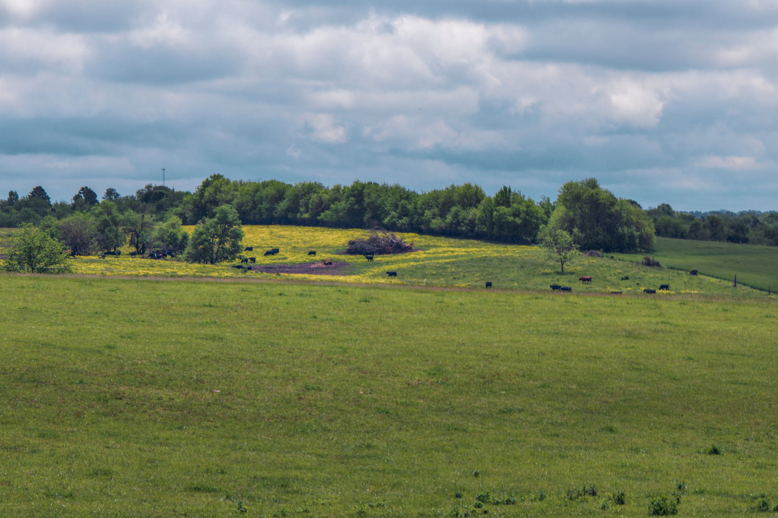 2040 US Q&A: Seaweed and Ocean Regeneration