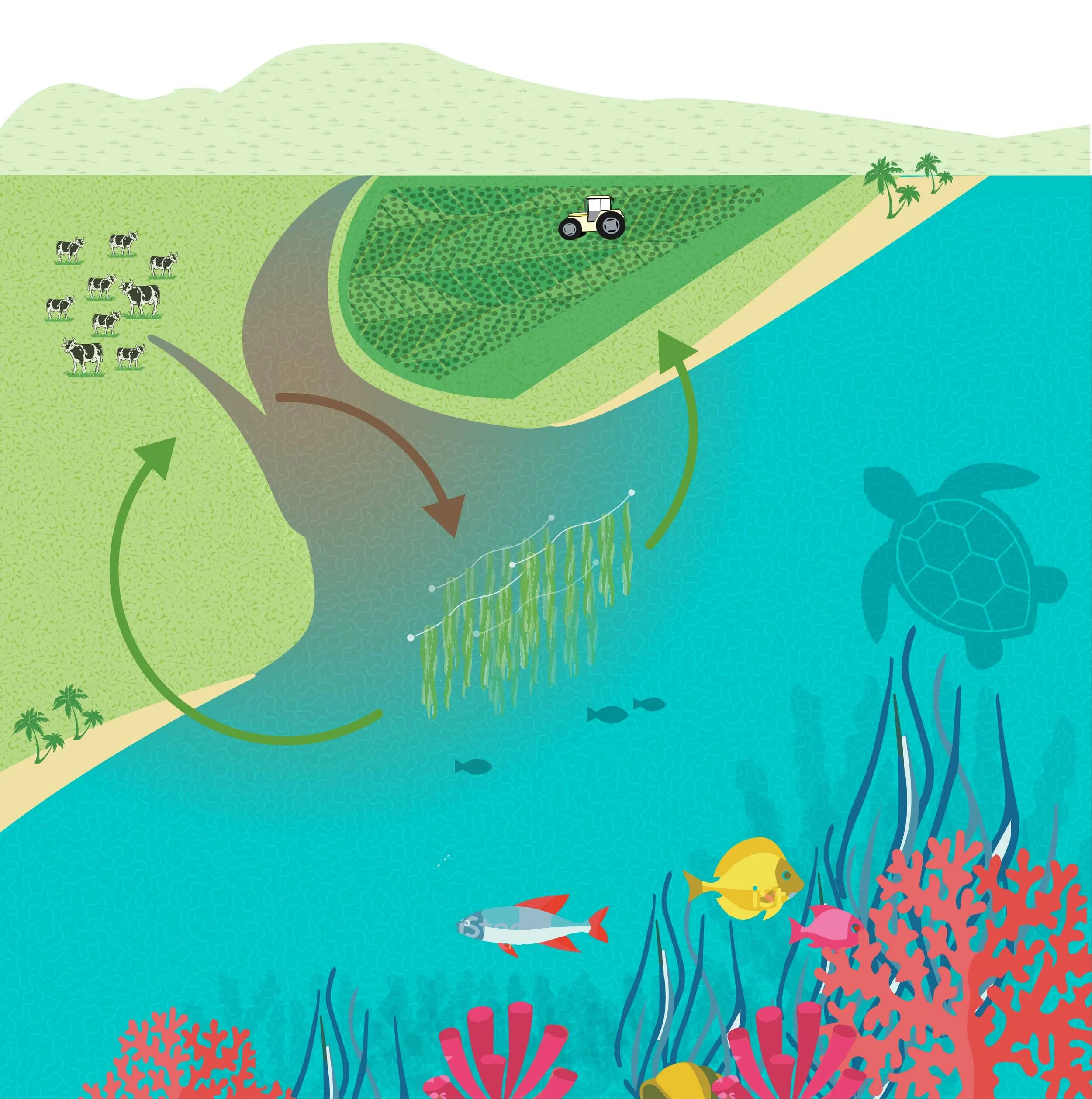 A solution in the sea: Seaweed to soak up Great Barrier Reef nitrogen