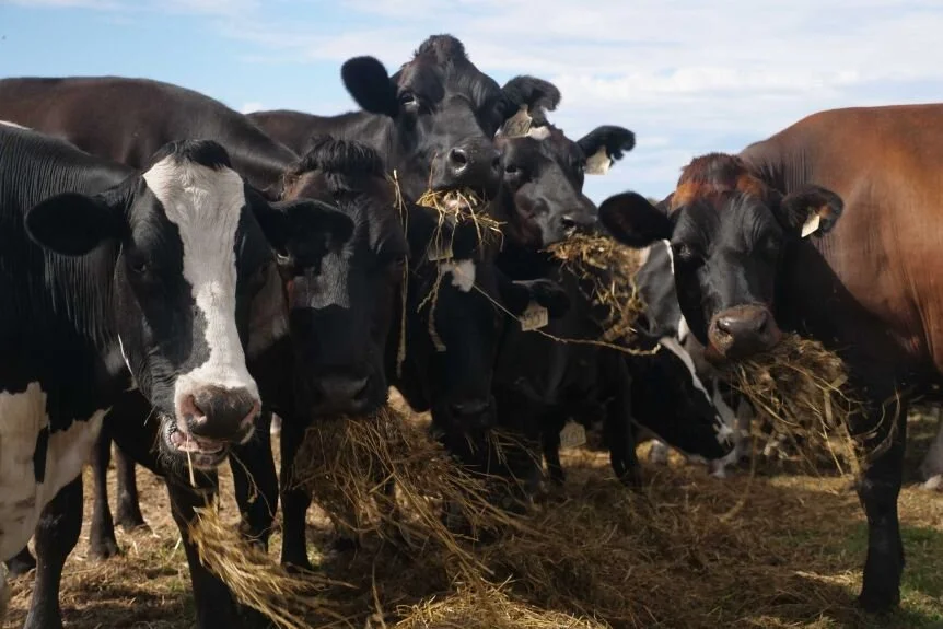 Dairy cows in Tasmania fed seaweed to fight climate change