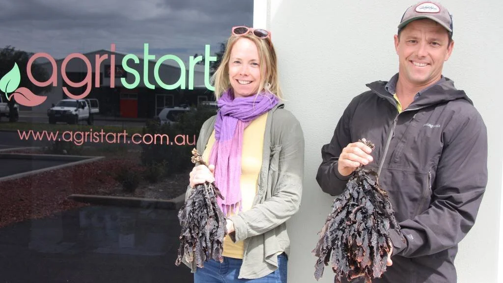 Kelp farm push a big opportunity