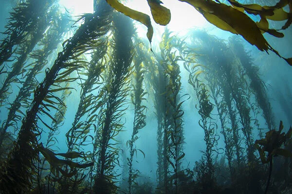 kelp_E.-Flukes-3.jpg