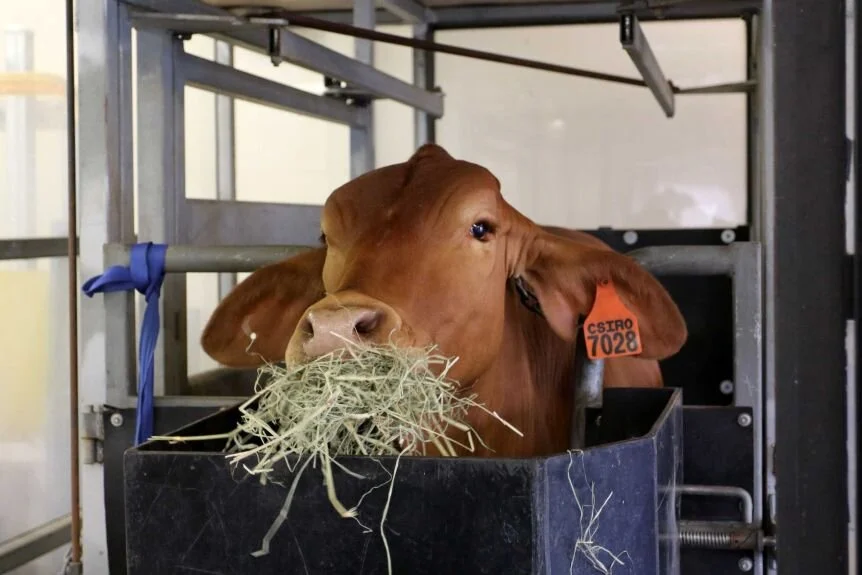 Australian 'super seaweed' supplement to reduce cattle gas emissions wins $1m international prize