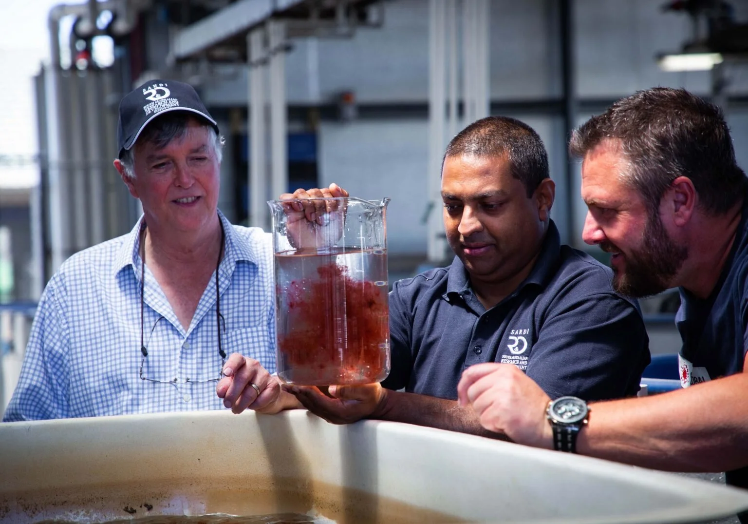 Seaweed-infused cow burps the key to methane emissions reduction