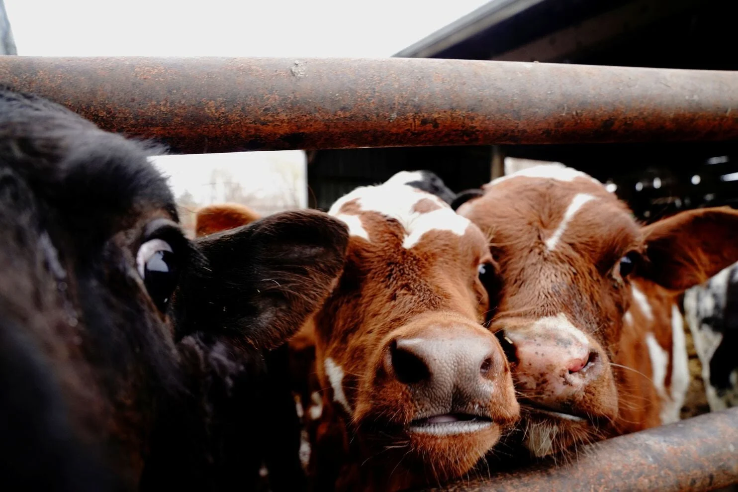 An unusual snack for cows, a powerful fix for climate