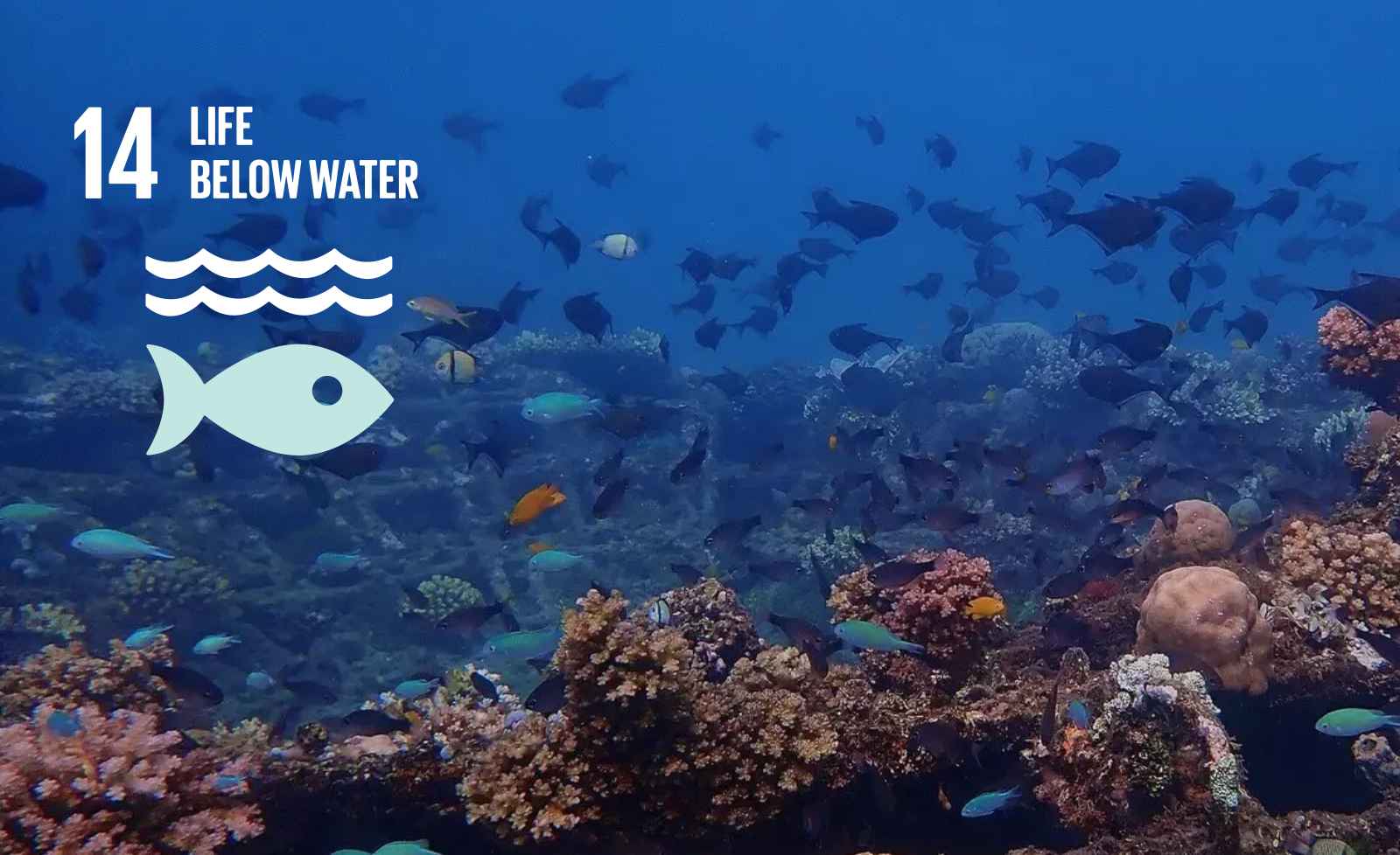 Australian Seaweed Institute's biofilter innovation on World Economic Forum’s Davos Agenda