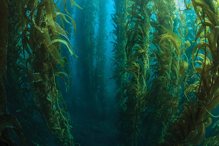 Blueprint for Australian seaweed industry