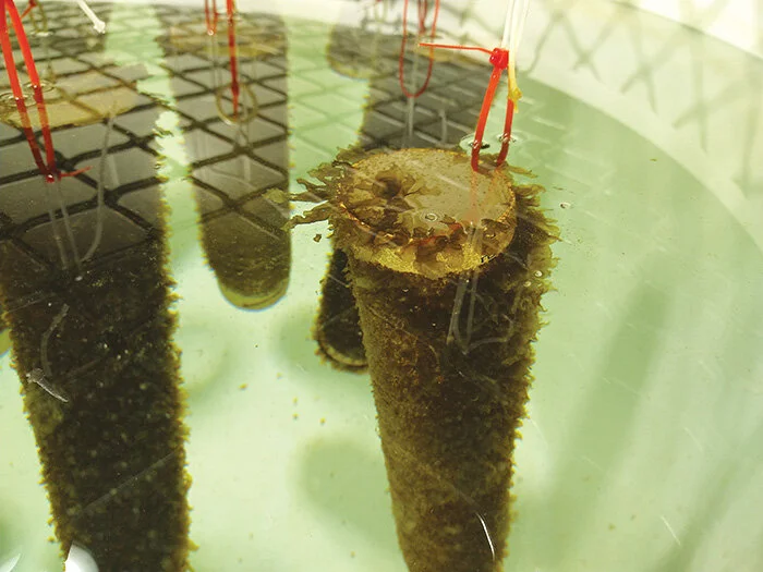 Ocean farmed seaweed harvests underway