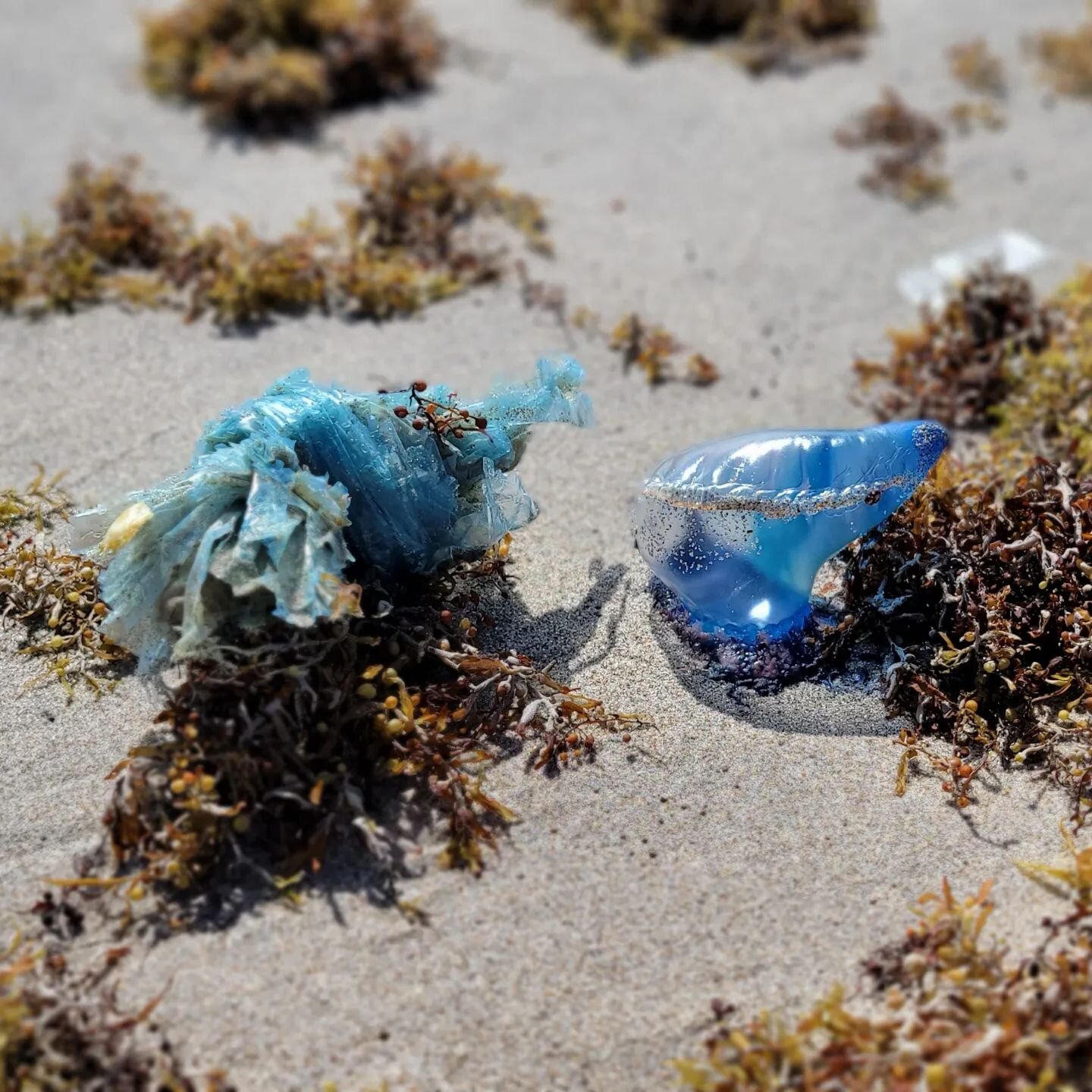 Can you tell the difference? A sea turtle can't! The plastic debris (left) closely resembles a Portuguese Man o'war (right), a common food for sea turtles. Turtles mistake plastic for food and it blocks their digestive system. We have to reduce the a