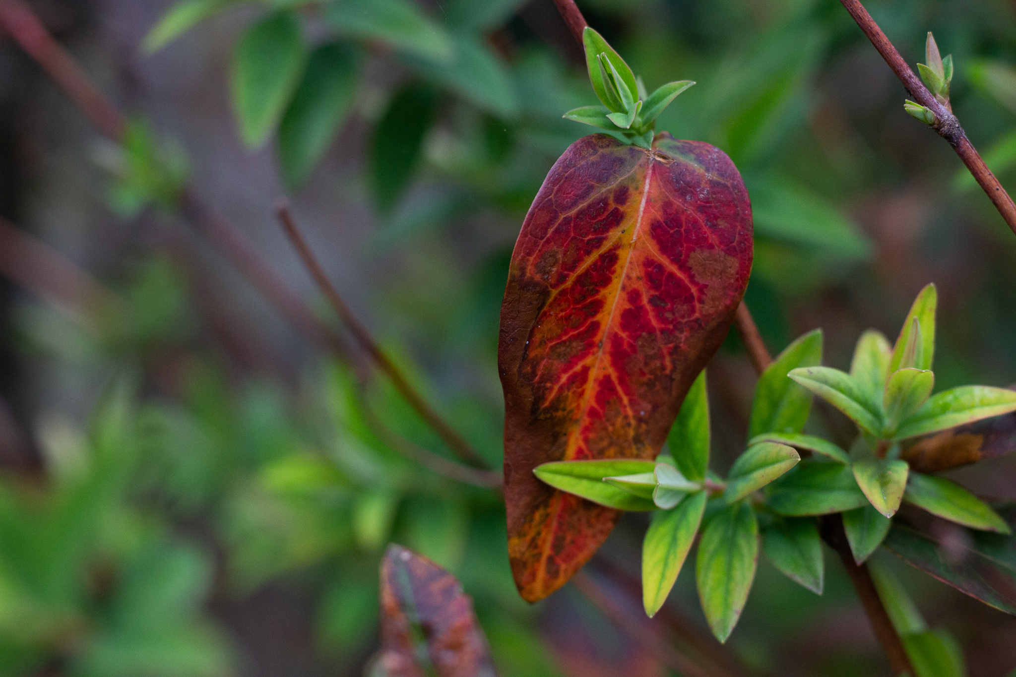 red and green leaves outdoor photography