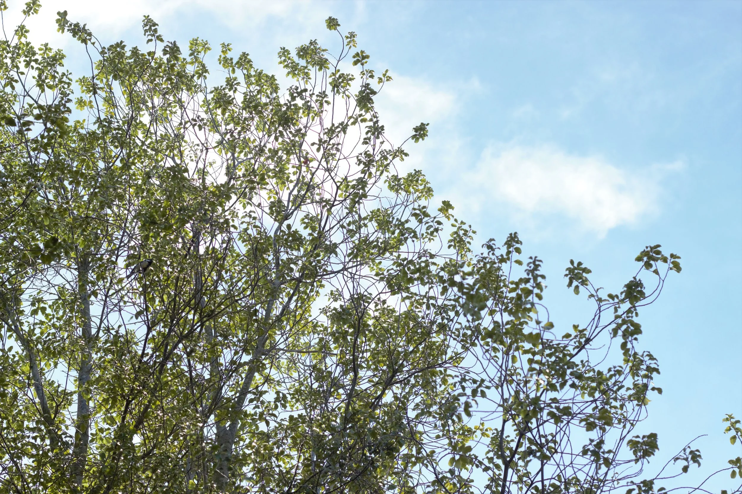 nature photography course - forest sky